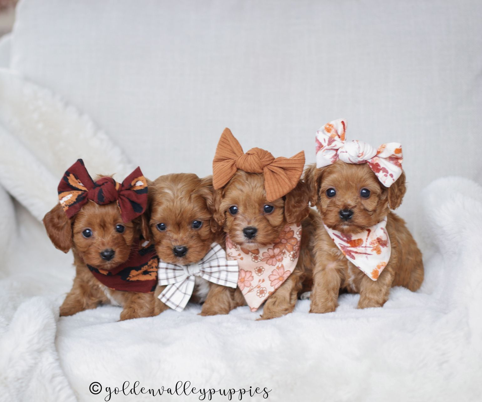 Cavapoo Breeder, cavapoo puppy, red cavapo puppy, puppies for sale