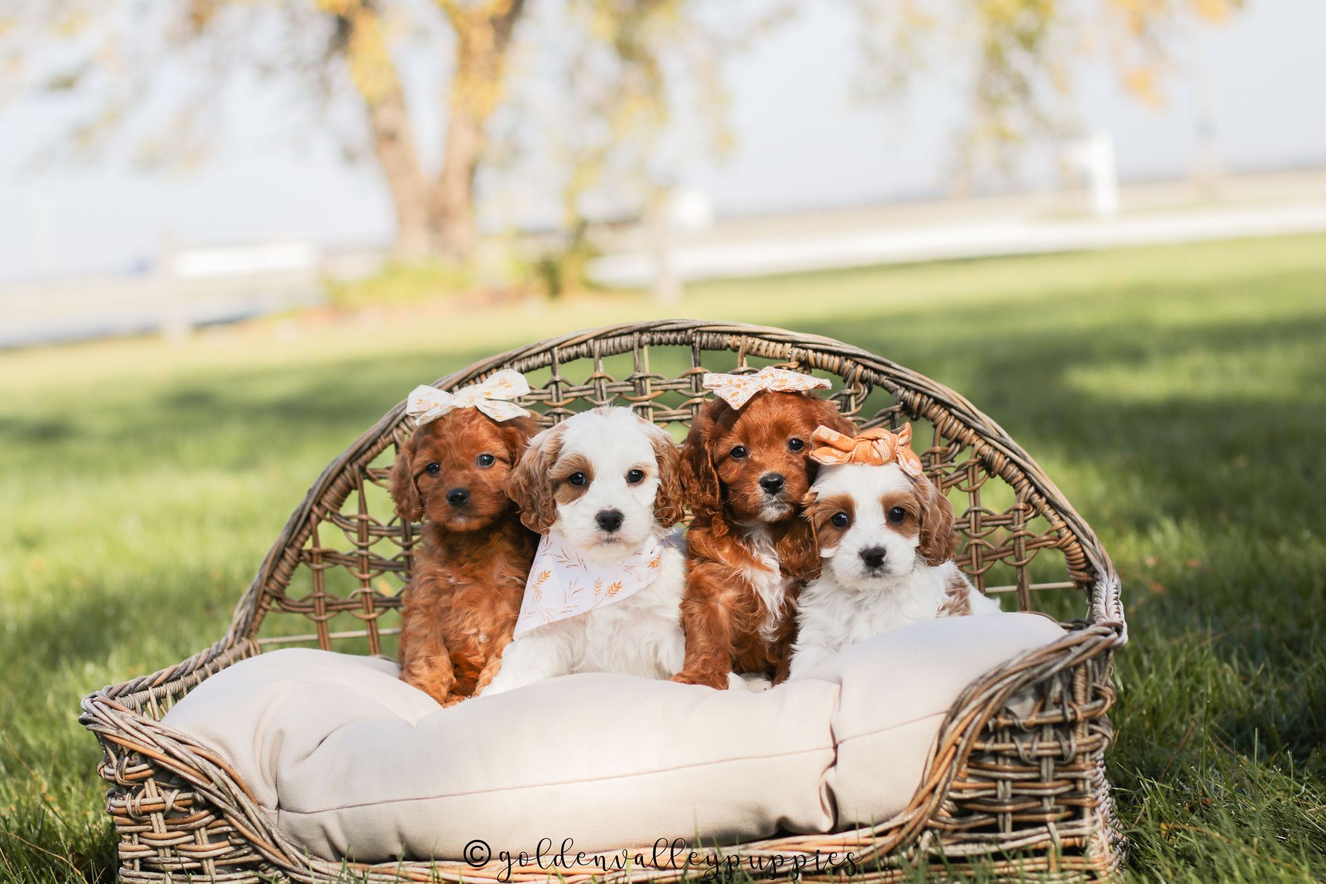 Available cavapoo puppy near me, Cavapoo breeder near me, Cavapoo Puppy for sale