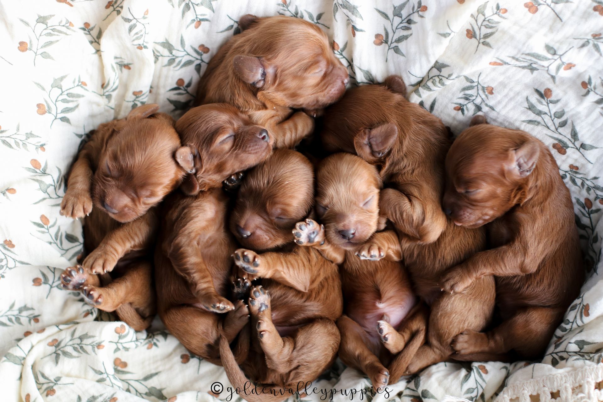 Cavapoo Litter, Cavapo puppy, Cavapoo Puppies near me
