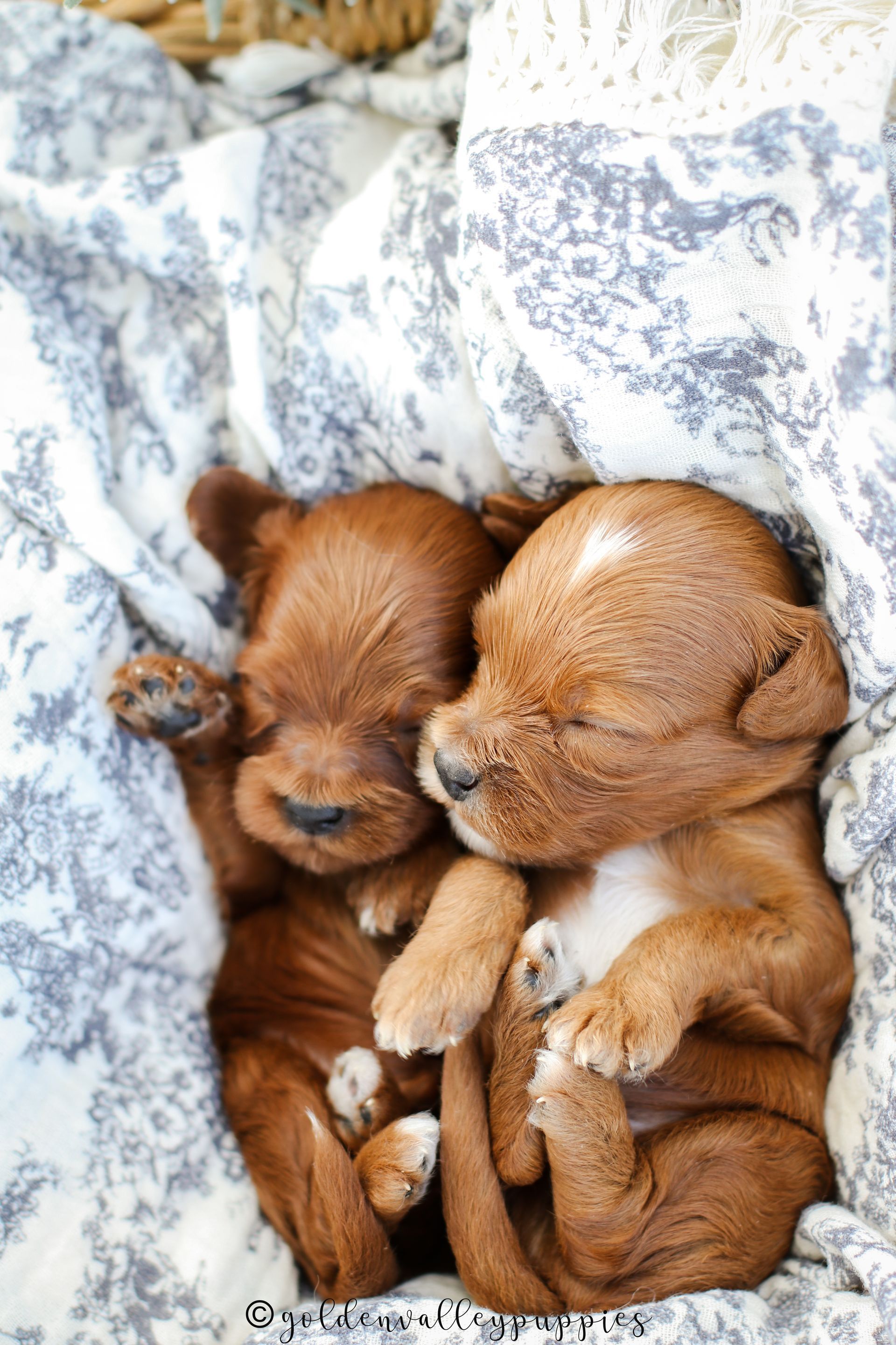 Toy Cavapoo Puppy, Cavapoo Puppy, Available Cavapoo Puppy, Cavapoo Puppy for sale, Cavapoo Puppy for sale near me