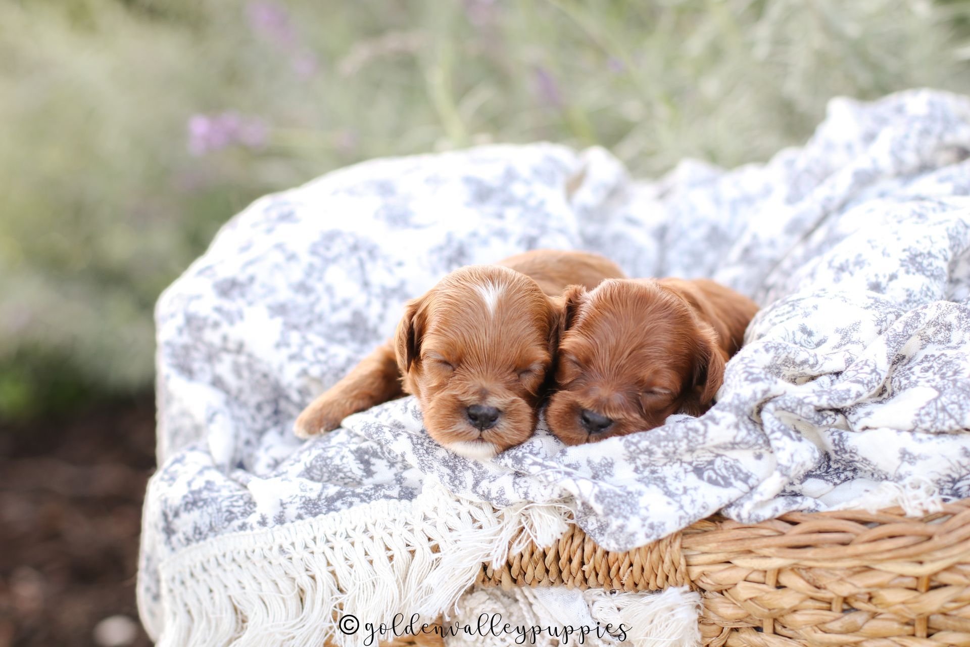 Toy Cavapoo Puppy, Cavapoo Puppy, Available Cavapoo Puppy, Cavapoo Puppy for sale, Cavapoo Puppy for sale near me