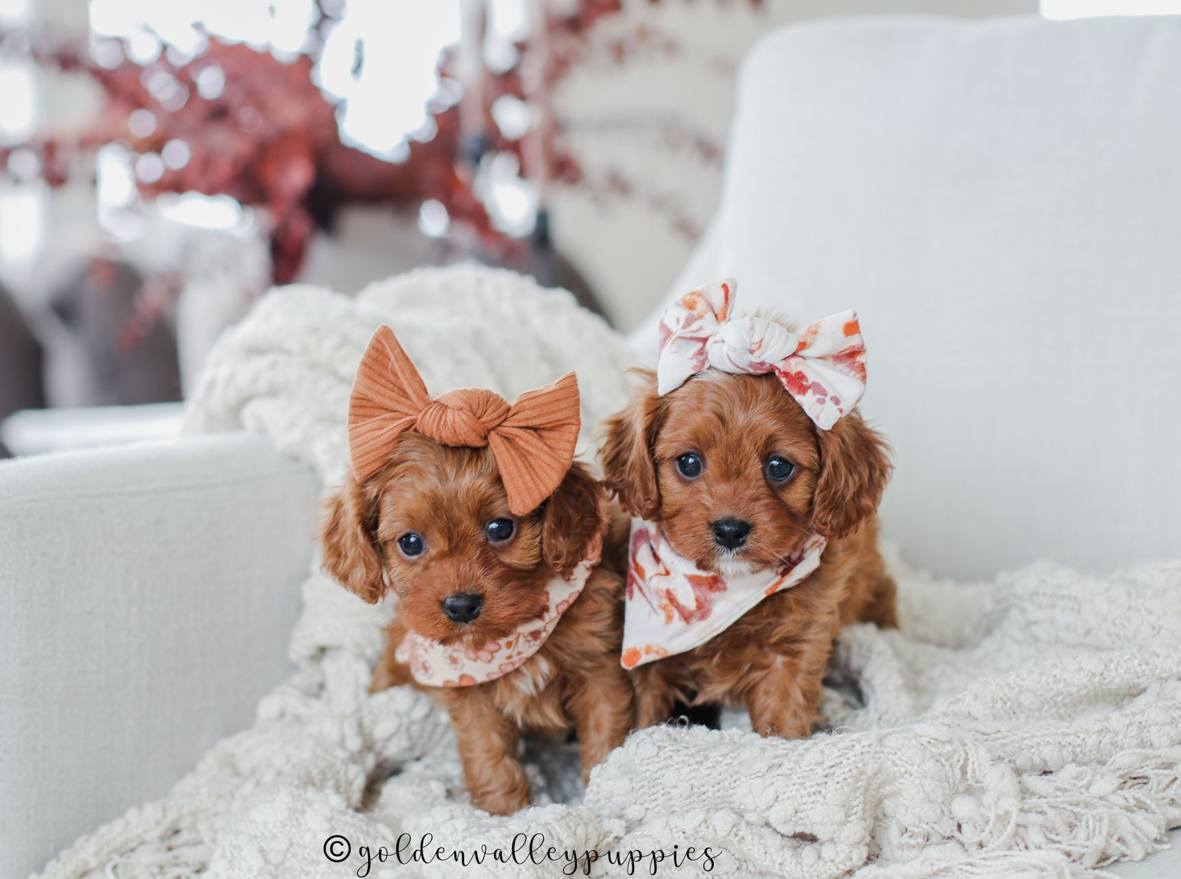Cavapoo Puppies for sale, Cavapoo Breeder, Cavalier king Charles spaniel