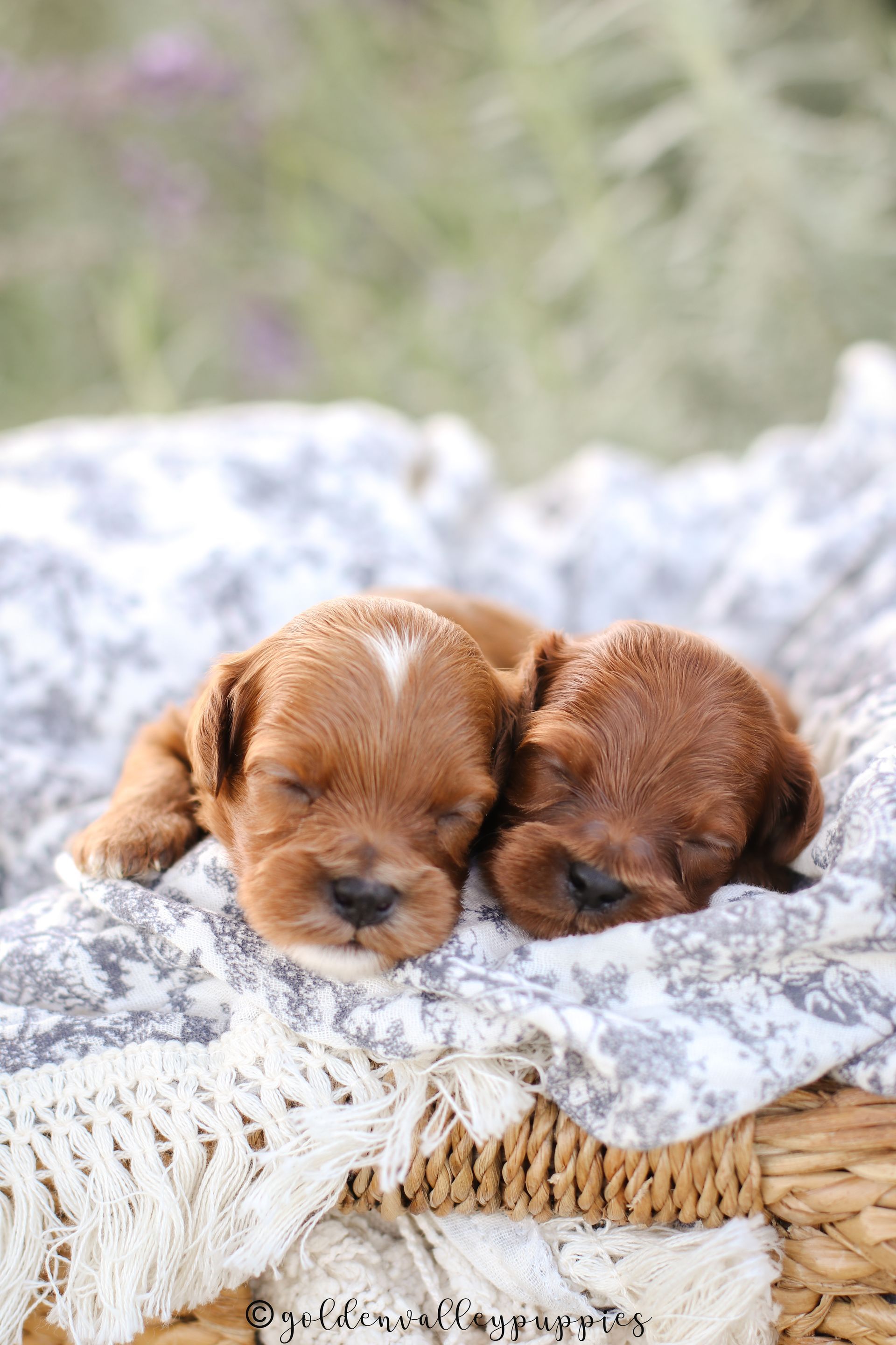 Toy Cavapoo Puppy, Cavapoo Puppy, Available Cavapoo Puppy, Cavapoo Puppy for sale, Cavapoo Puppy for sale near me
