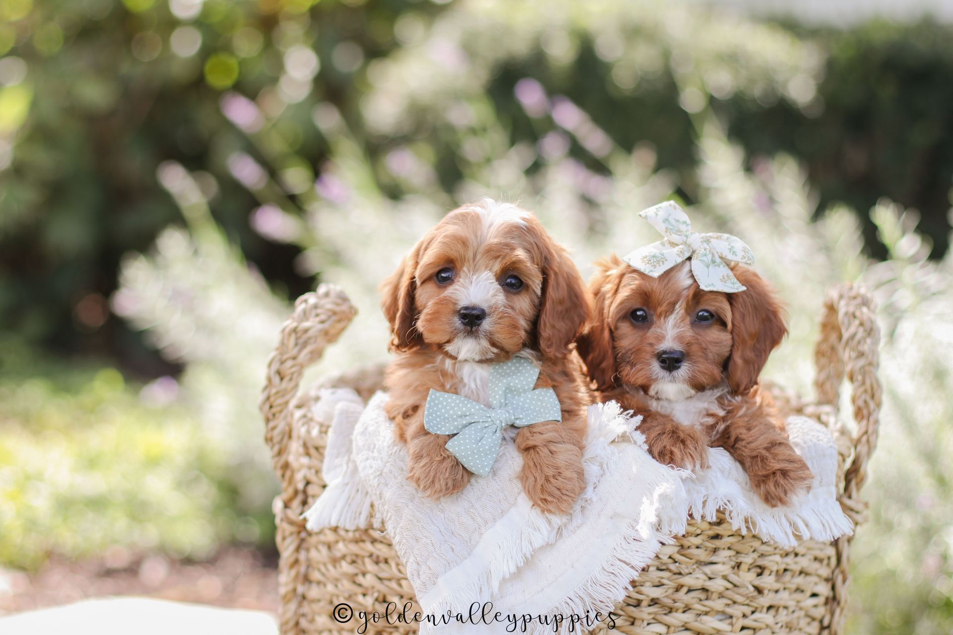 Toy Cavapoo Puppy, Cavapoo Puppy, Available Cavapoo Puppy, Cavapoo Puppy for sale, Cavapoo Puppy for sale near me