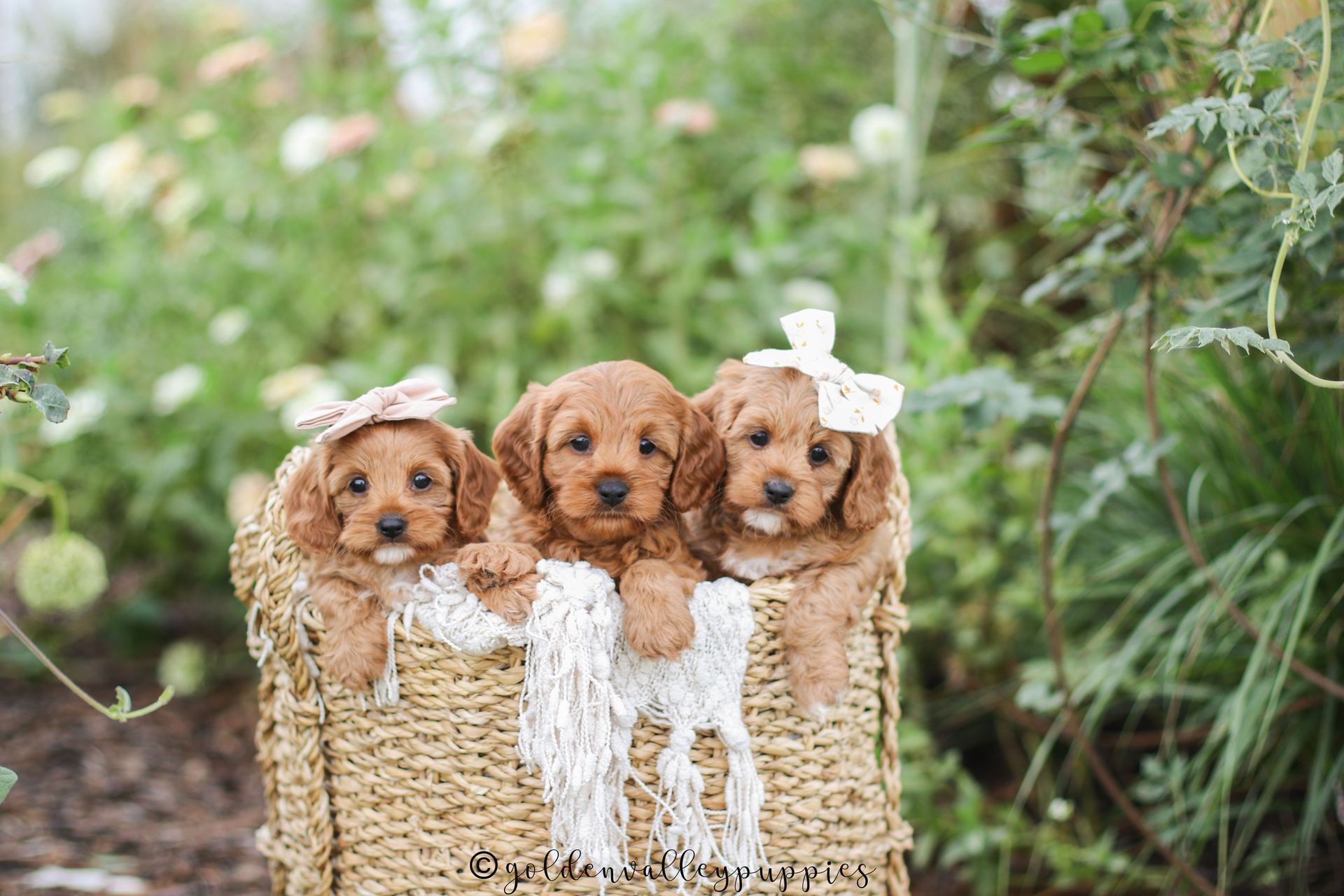 Toy Cavapoo Puppy, Cavapoo Puppy, Available Cavapoo Puppy, Cavapoo Puppy for sale, Cavapoo Puppy for sale near me