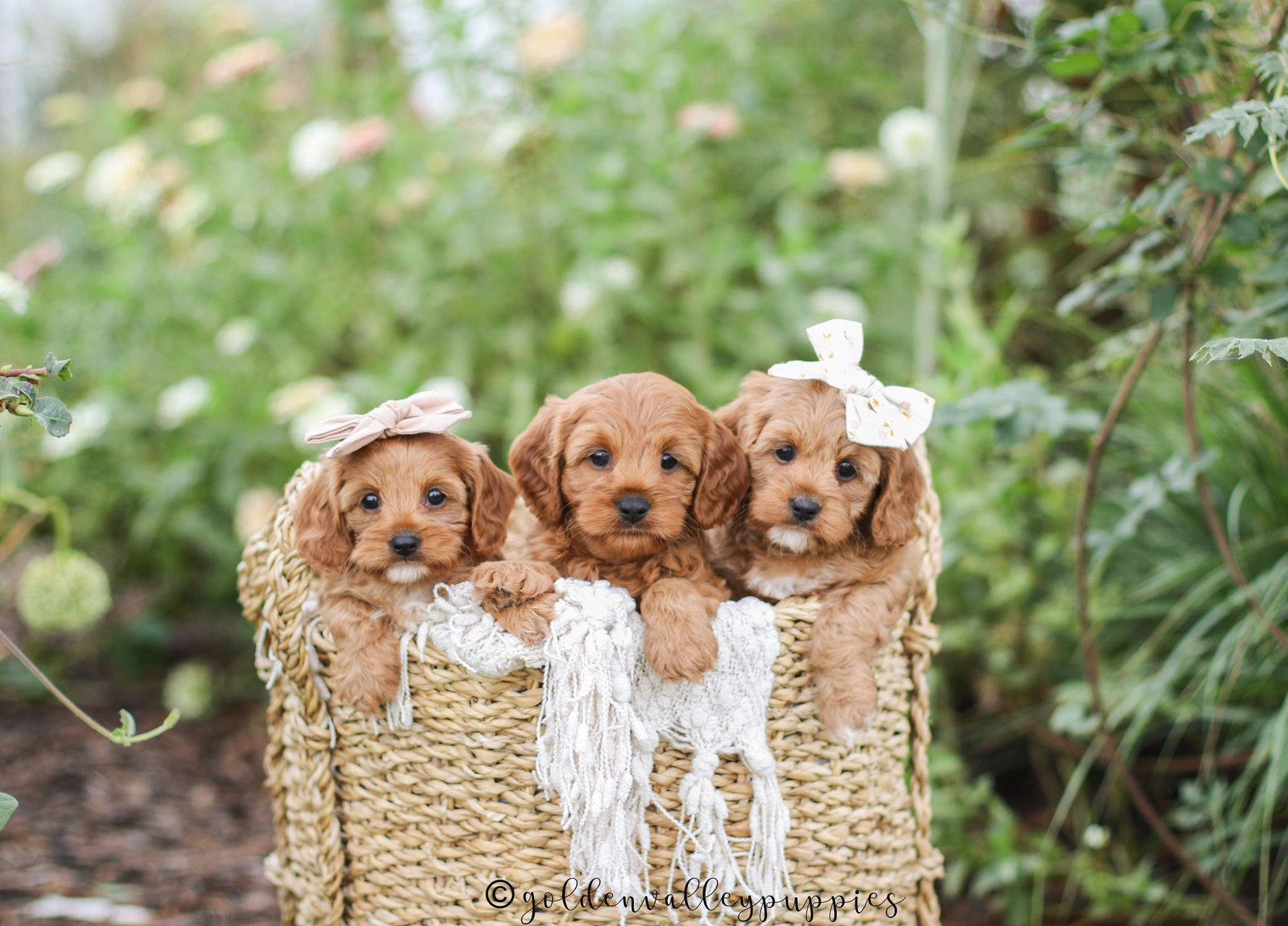 Cavapoo Breeder, cavapoo puppy, red cavapo puppy, puppies for sale