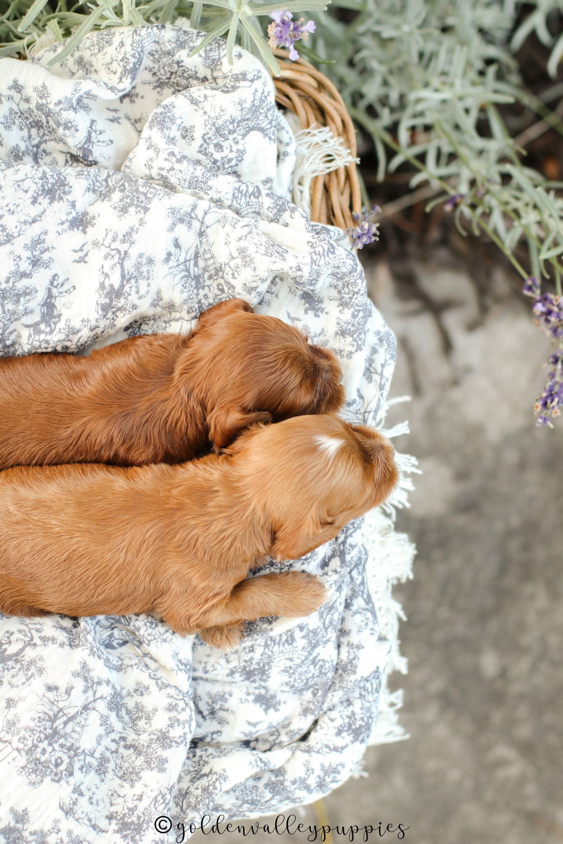 Toy Cavapoo Puppy, Cavapoo Puppy, Available Cavapoo Puppy, Cavapoo Puppy for sale, Cavapoo Puppy for sale near me