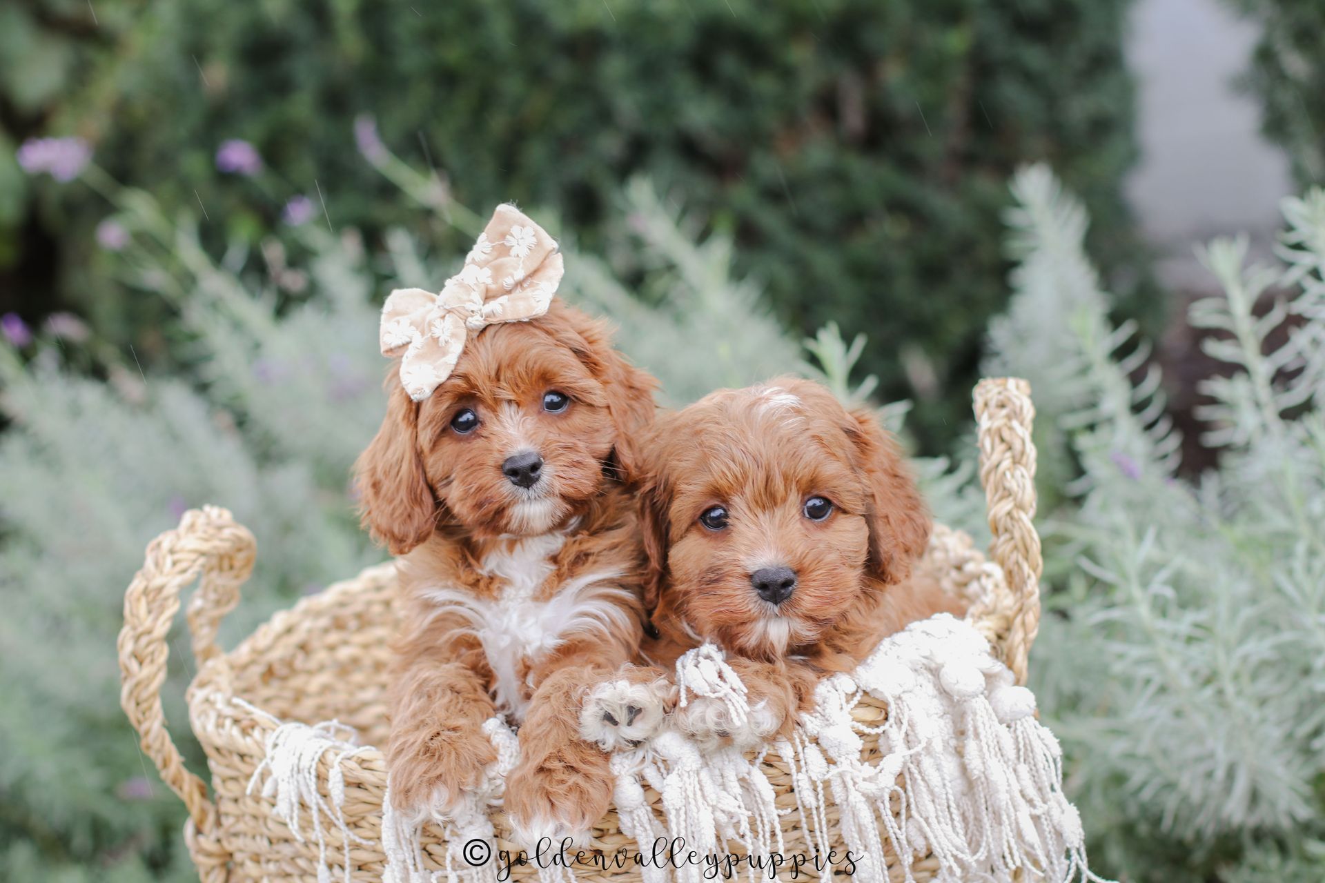 Cavapoo puppies for sale, Cavapoo for sale near me, Toy Cavapoo, Toy Cavapoo Puppies for sale, Available Cavapoo Puppy