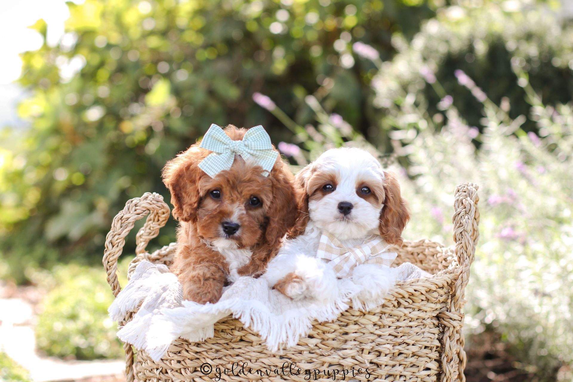 Toy Cavapoo Puppy, Cavapoo Puppy, Available Cavapoo Puppy, Cavapoo Puppy for sale, Cavapoo Puppy for sale near me