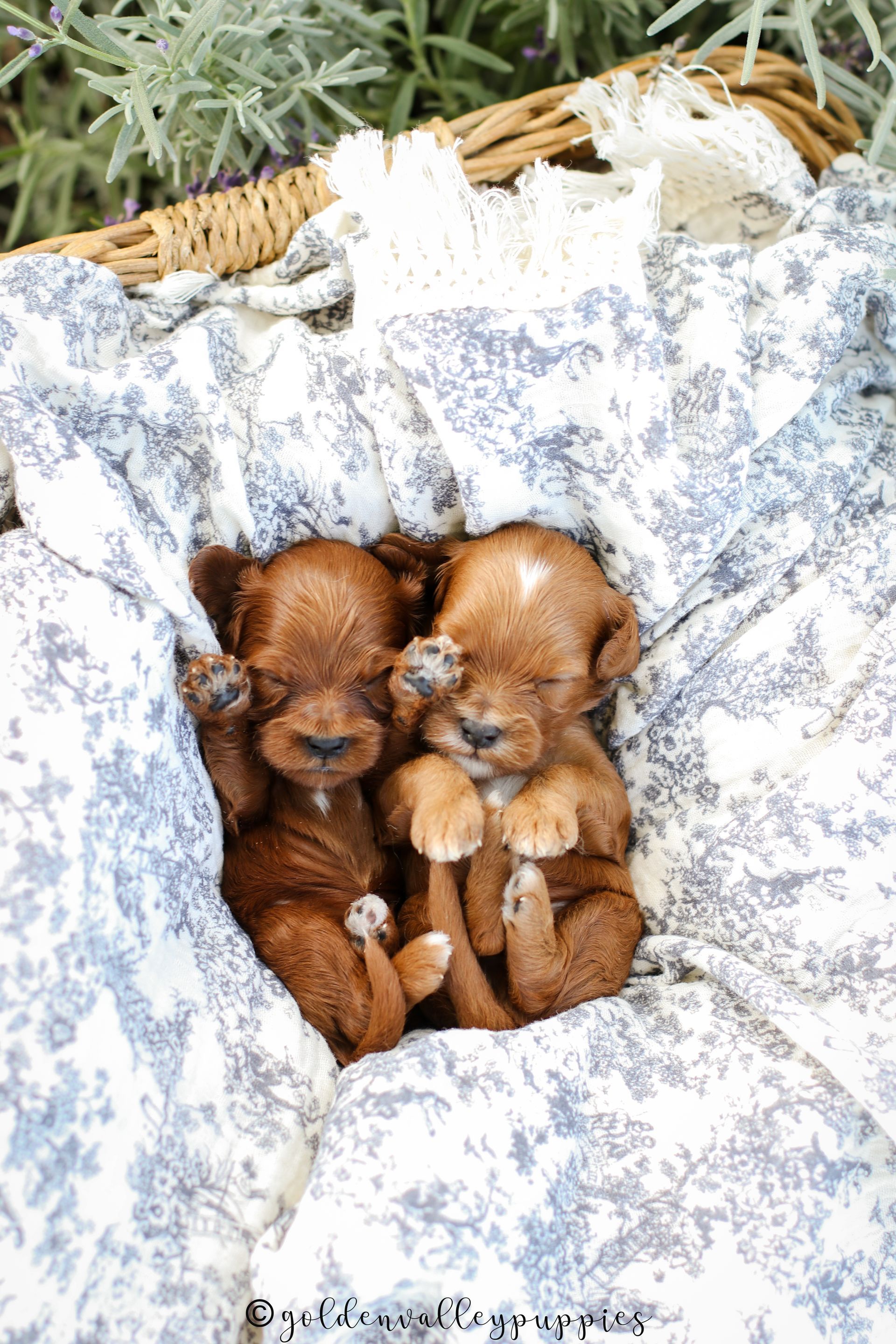 Toy Cavapoo Puppy, Cavapoo Puppy, Available Cavapoo Puppy, Cavapoo Puppy for sale, Cavapoo Puppy for sale near me