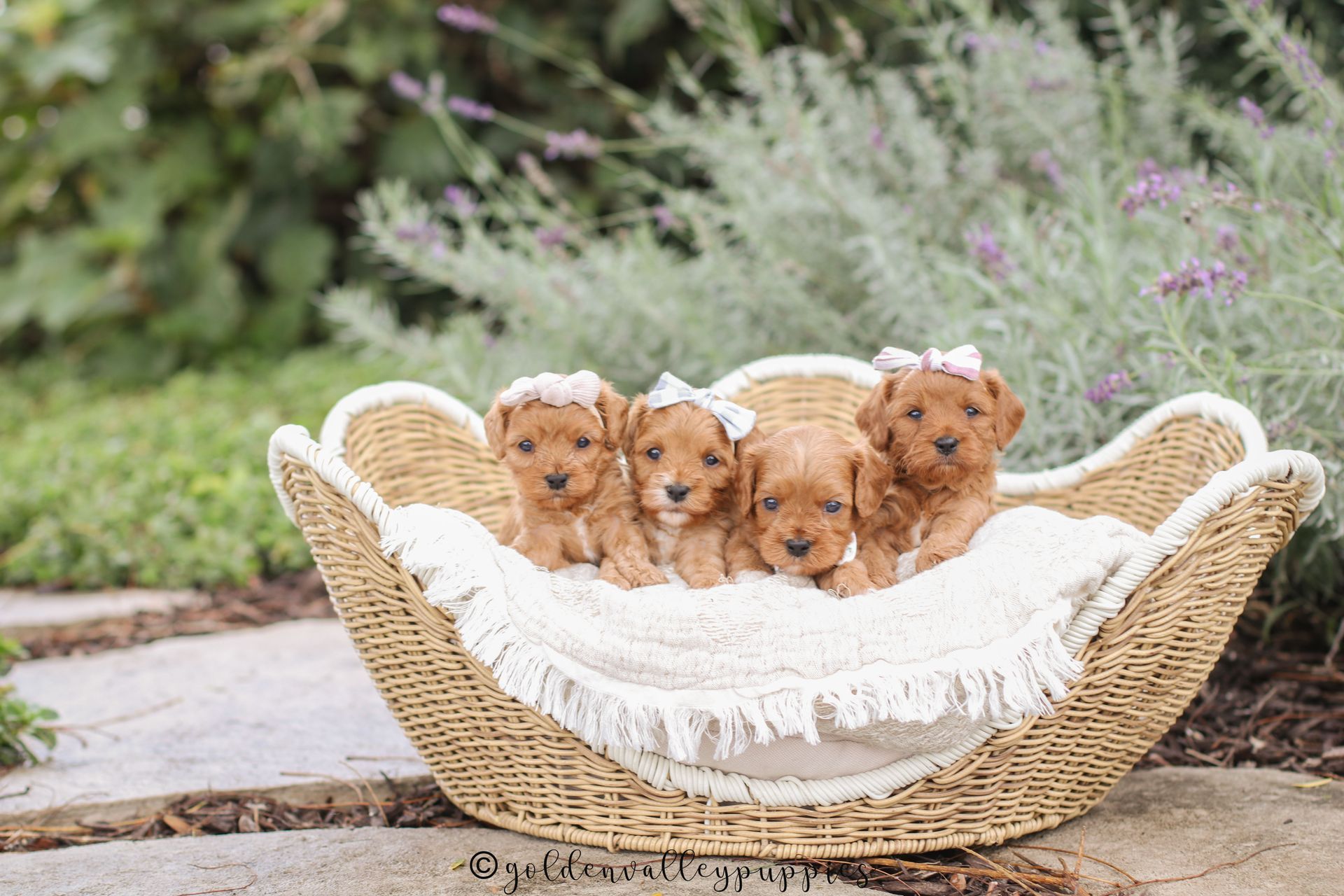Cavapoo Breeder, cavapoo puppy, red cavapo puppy, puppies for sale