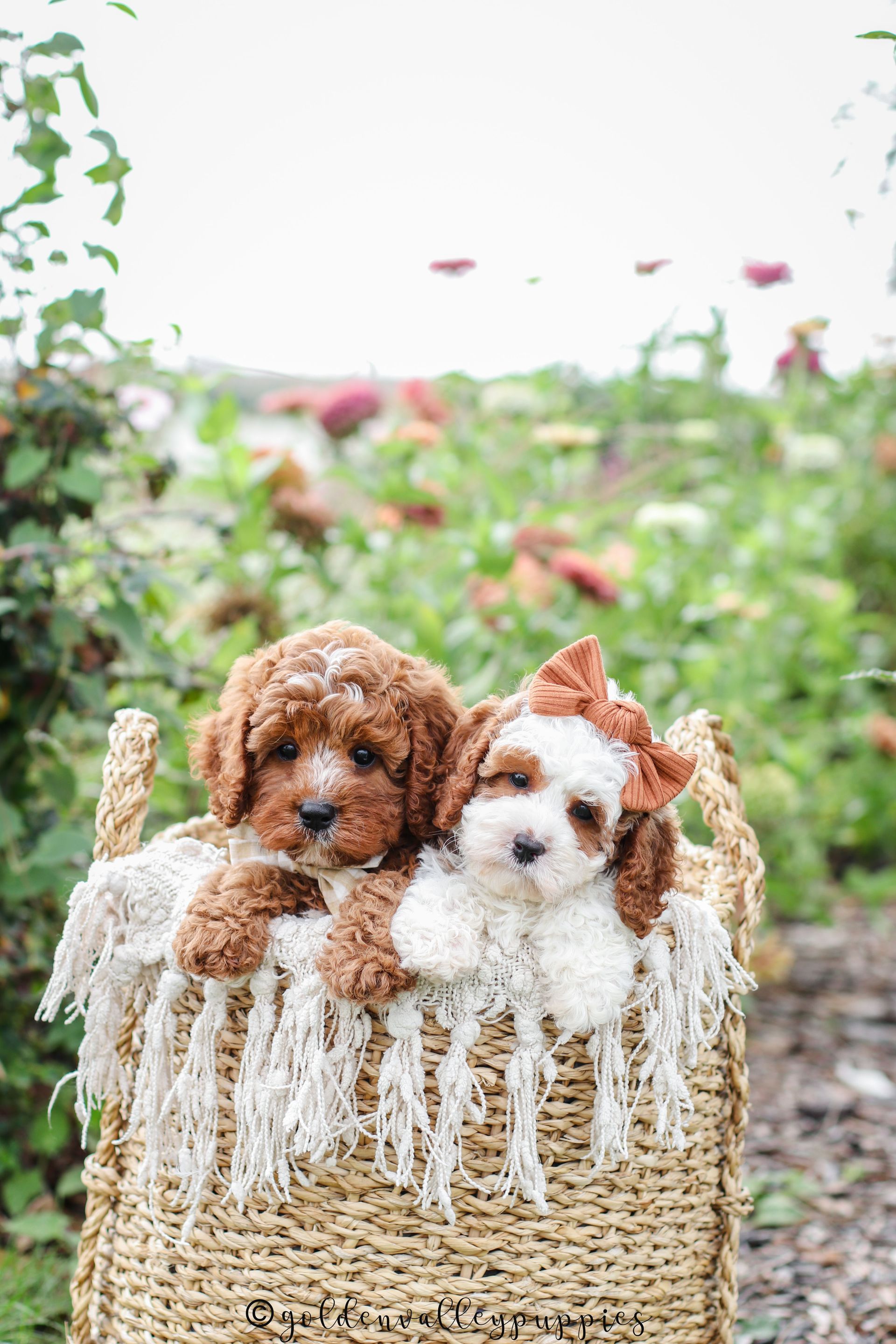 Cavapoo Puppies for sale, Cavapoo Breeder, Cavalier king Charles spaniel