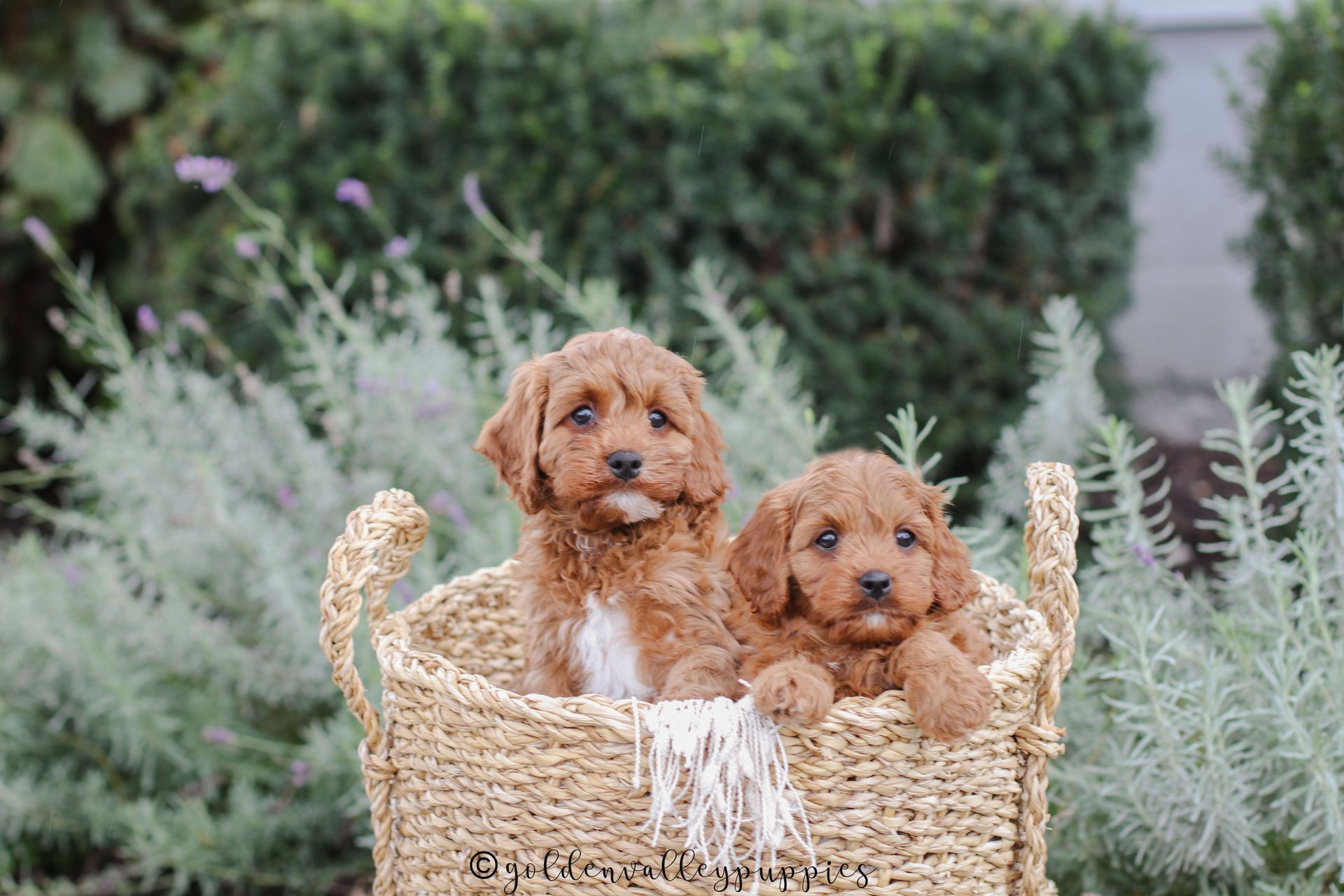 Cavapoo puppies available near me, cavapoo puppies for sale, cavapoo litter in a puppy bed