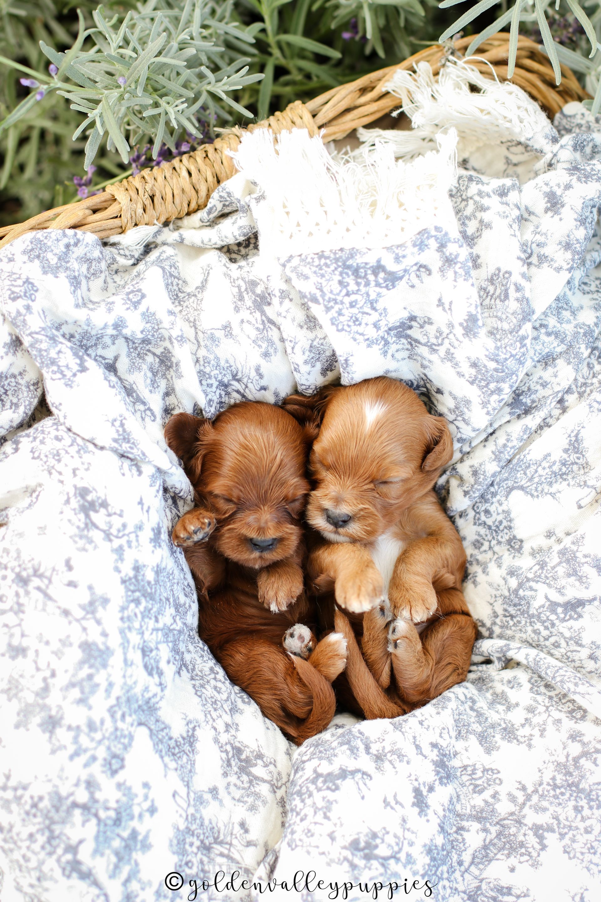 Cavapoo Puppies for sale, Cavapoo Breeder, Cavalier king Charles spaniel