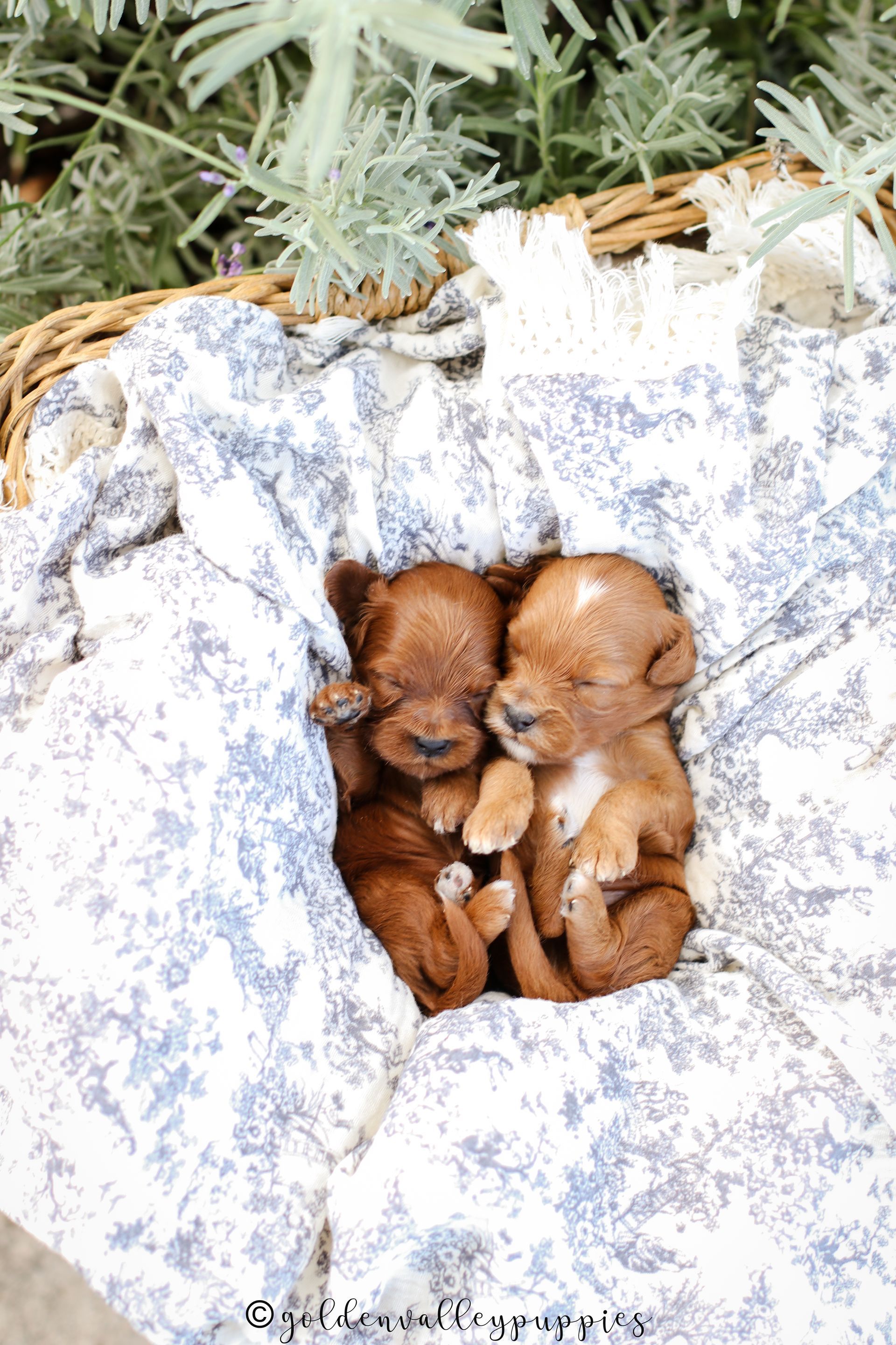 Cavapoo Breeder, cavapoo puppy, red cavapo puppy, puppies for sale