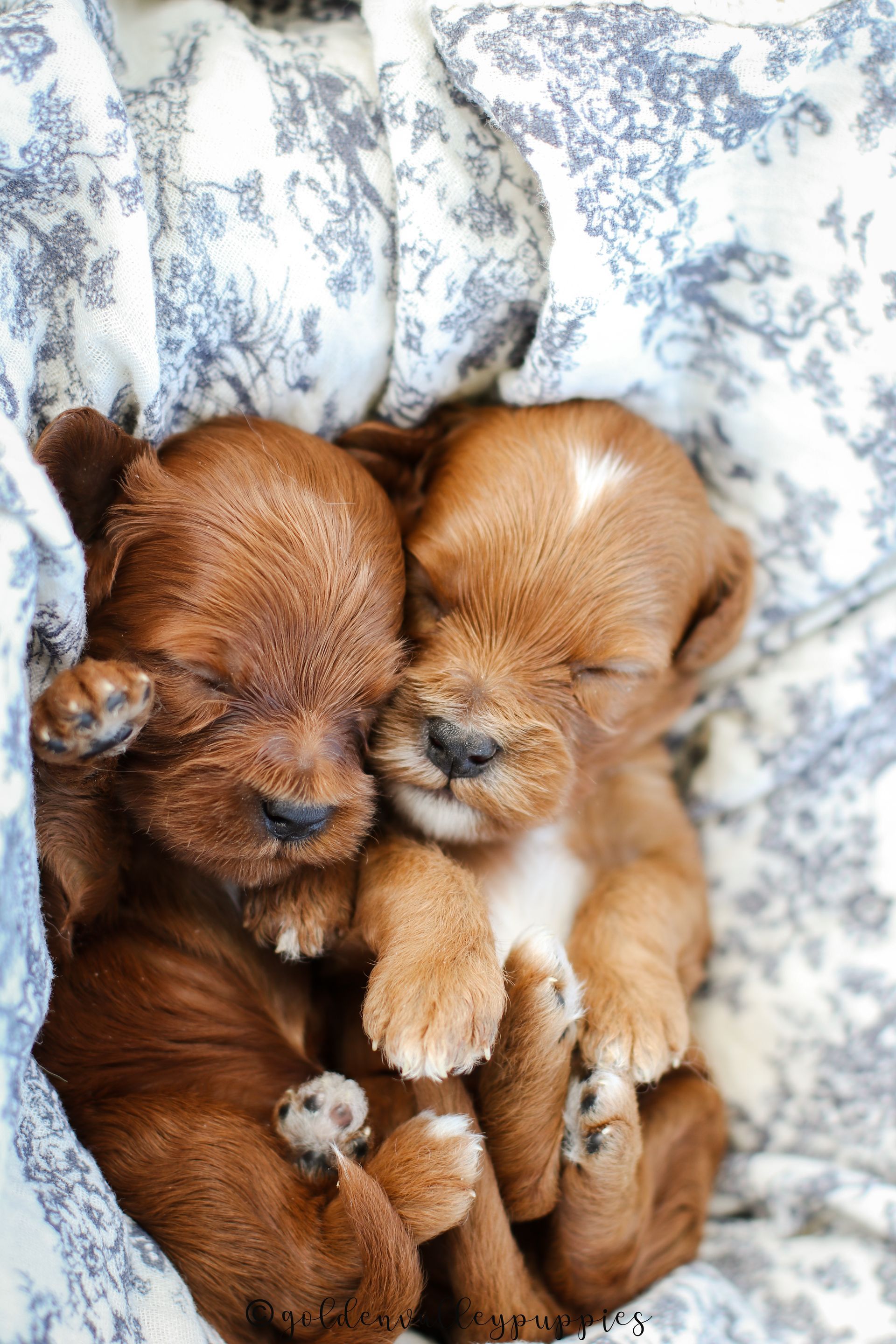 Toy Cavapoo Puppy, Cavapoo Puppy, Available Cavapoo Puppy, Cavapoo Puppy for sale, Cavapoo Puppy for sale near me