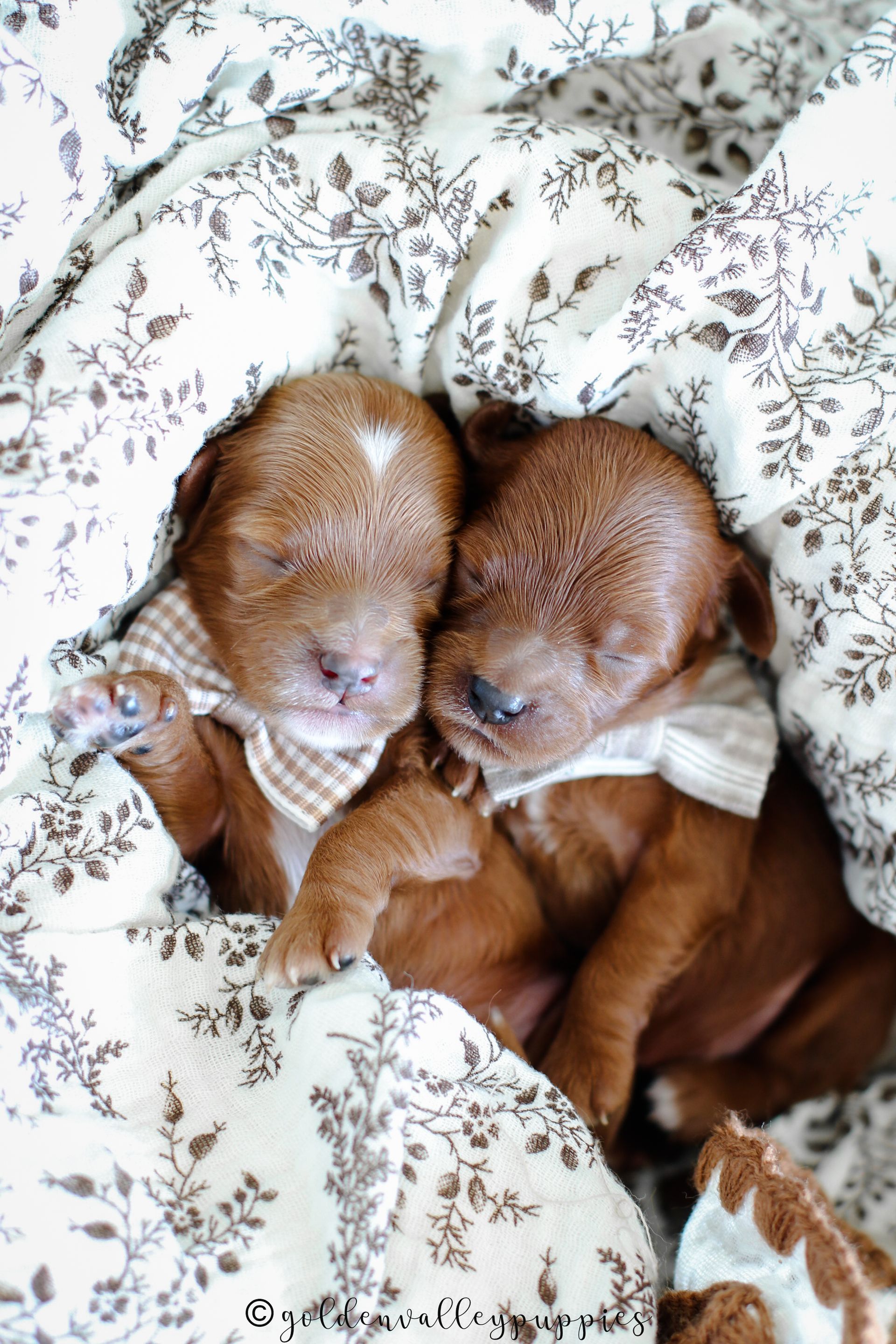 Available Toy Cavapoo Puppies, Cavapoo Puppies for sale, Cavapoo, Cavapoo Puppy, Cavapoo Breeder near me