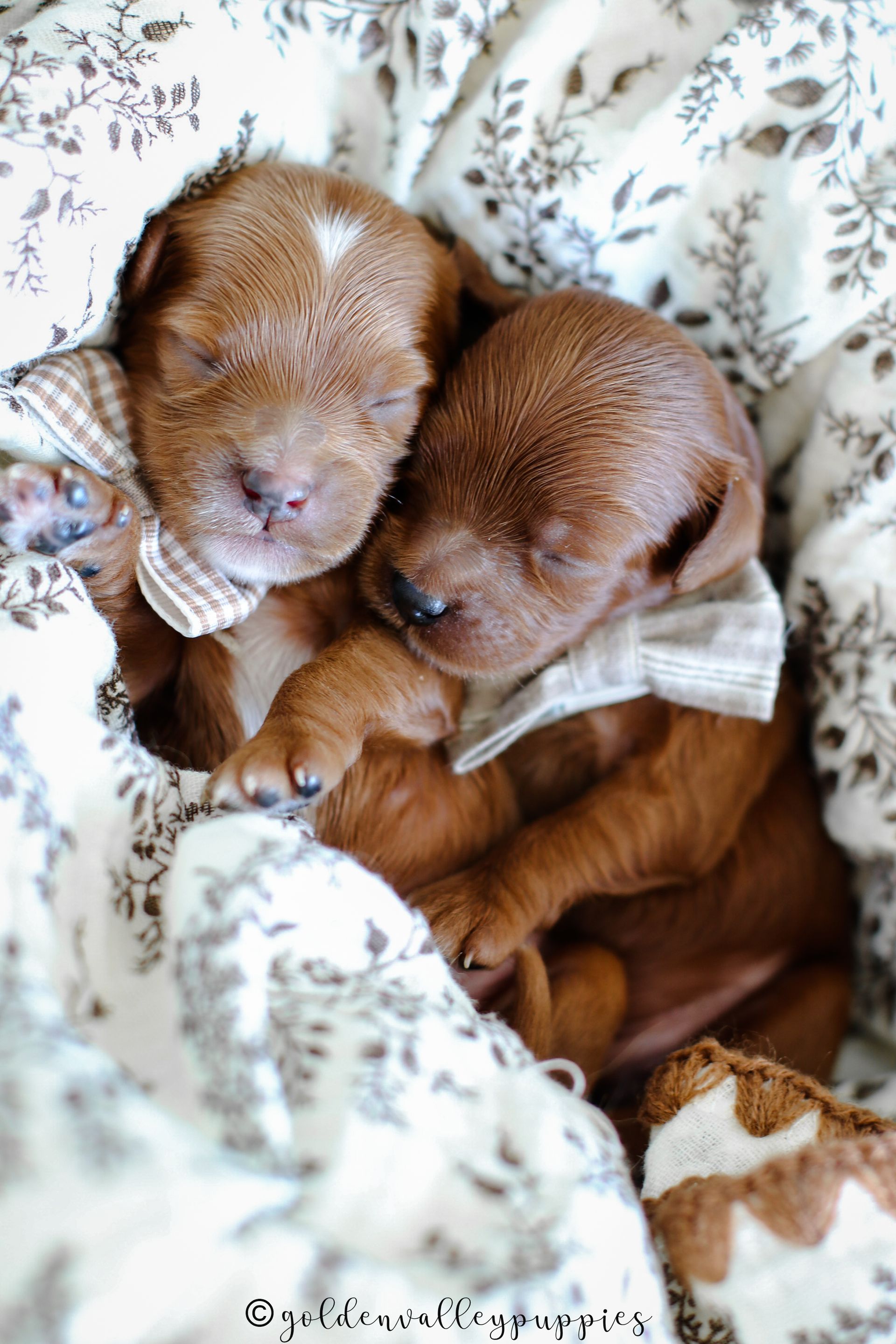 Cavapoo Breeder, cavapoo puppy, red cavapo puppy, puppies for sale