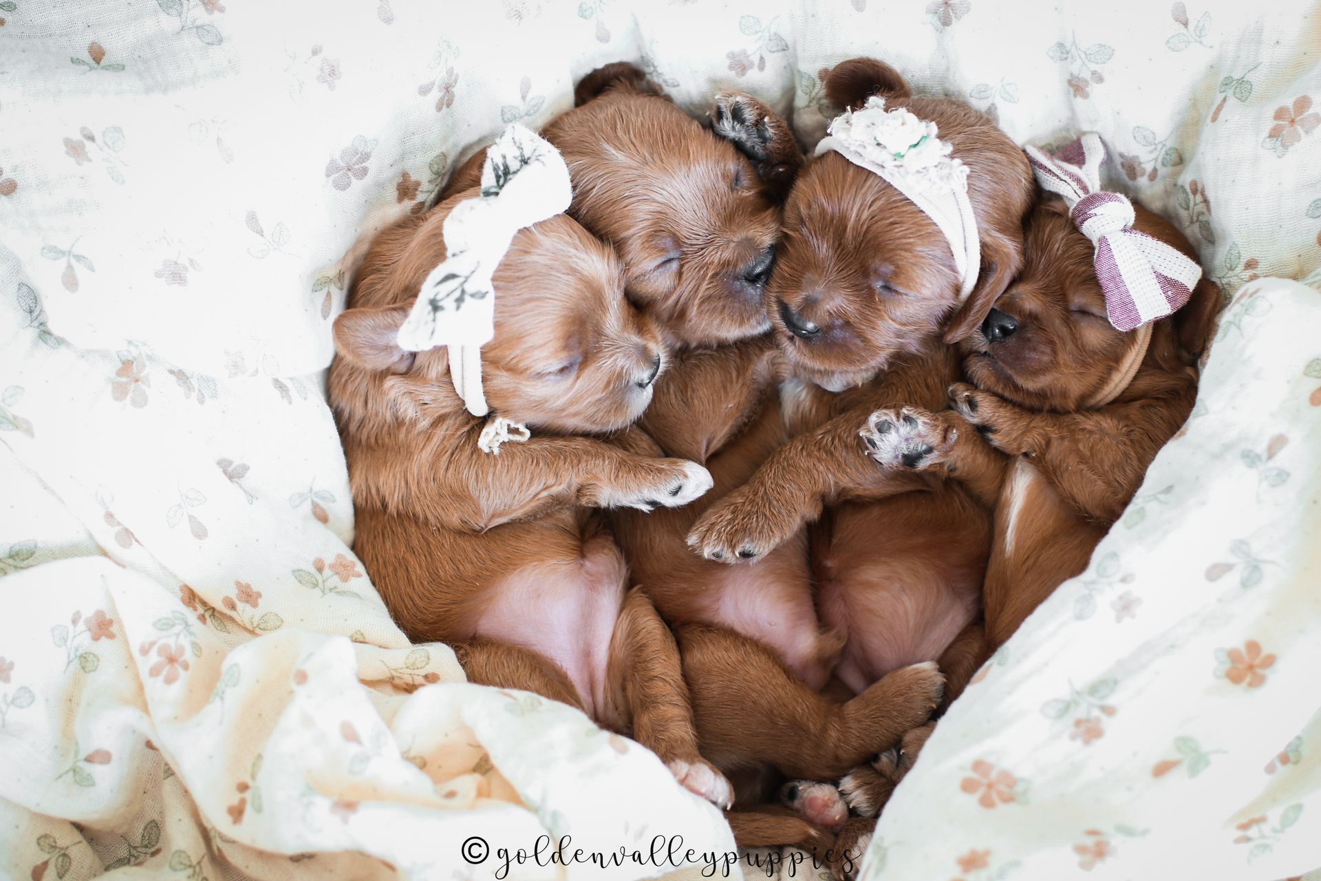 Toy Cavapoo Puppy, Cavapoo Puppy, Available Cavapoo Puppy, Cavapoo Puppy for sale, Cavapoo Puppy for sale near me