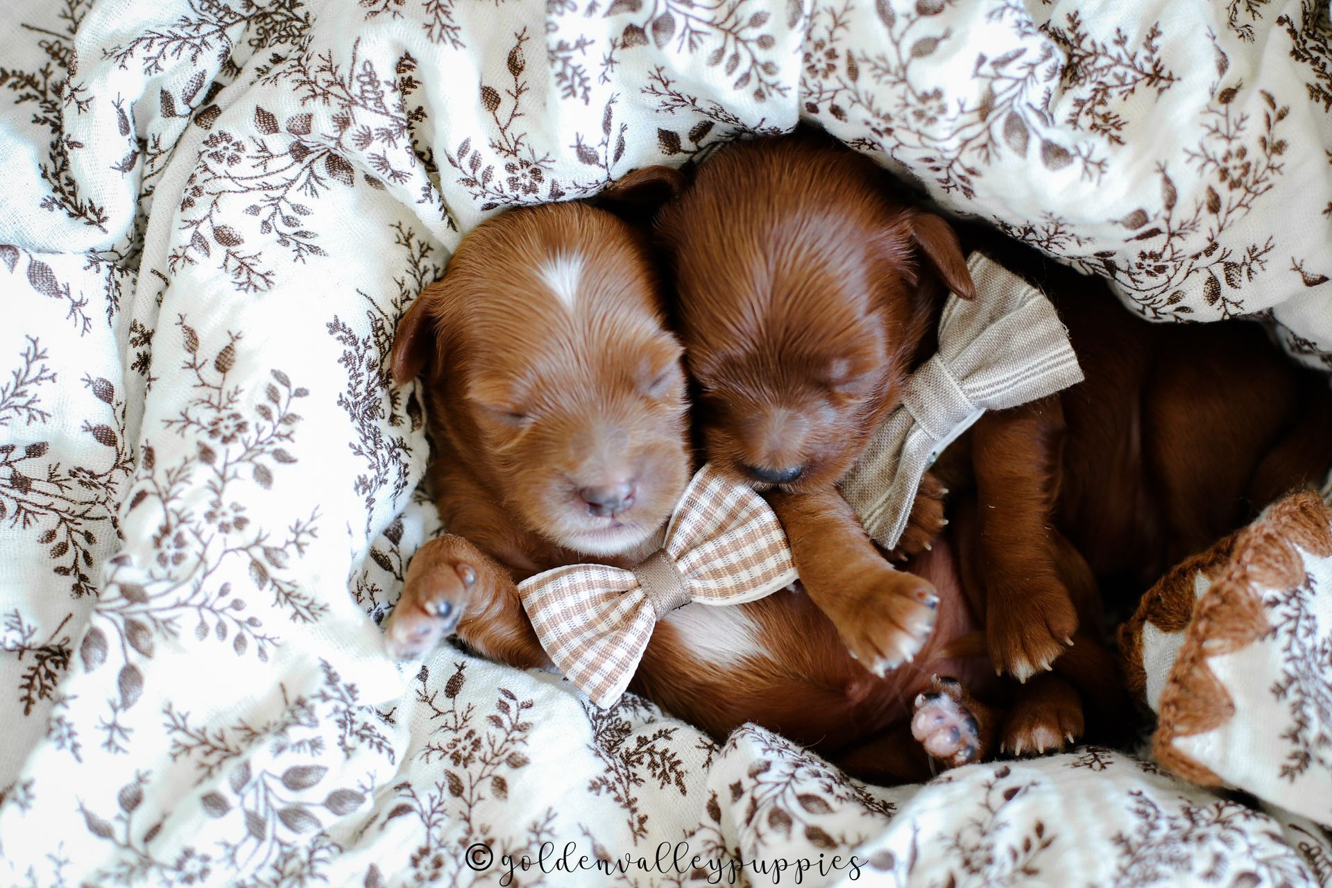 Available Toy Cavapoo Puppies, Cavapoo Puppies for sale, Cavapoo, Cavapoo Puppy, Cavapoo Breeder near me
