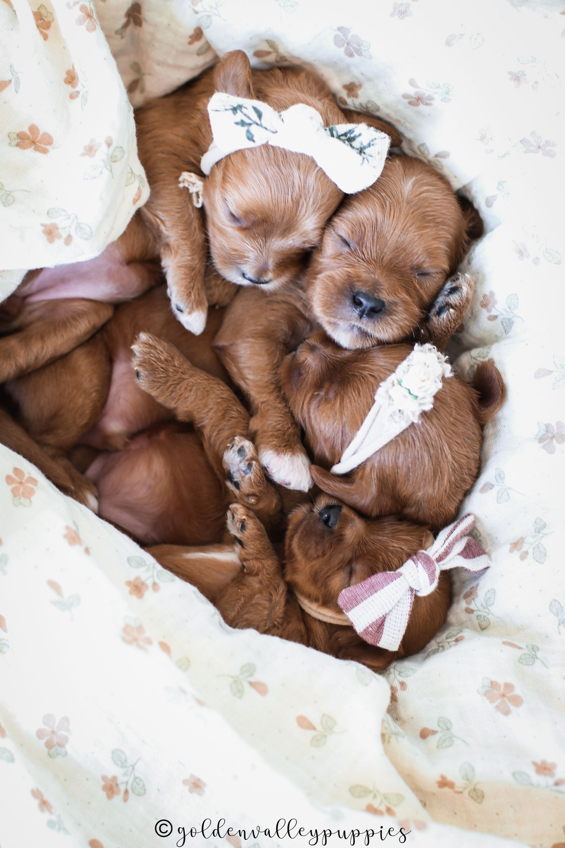 Cavapoo Breeder, cavapoo puppy, red cavapo puppy, puppies for sale