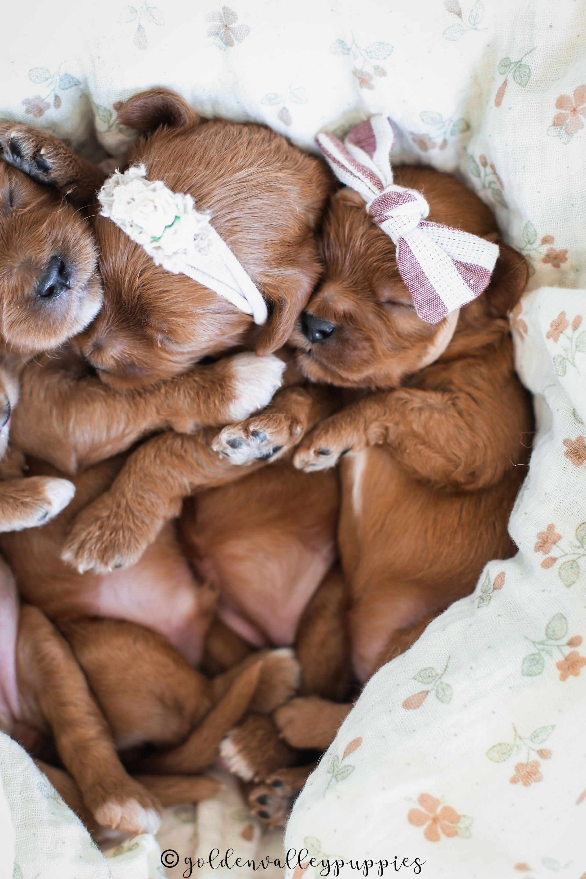 Available Toy Cavapoo Puppies, Cavapoo Puppies for sale, Cavapoo, Cavapoo Puppy, Cavapoo Breeder near me