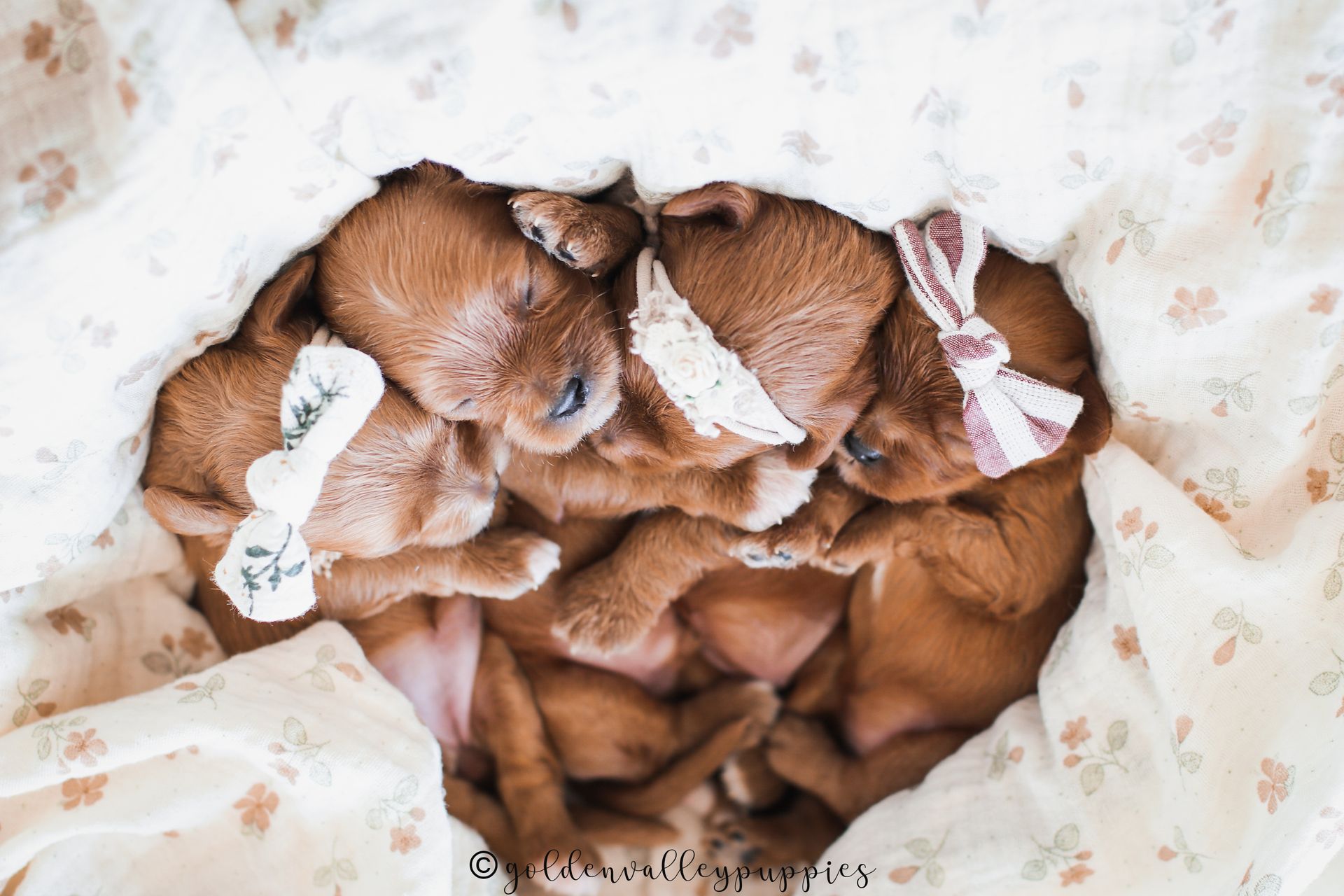 Available Toy Cavapoo Puppies, Cavapoo Puppies for sale, Cavapoo, Cavapoo Puppy, Cavapoo Breeder near me