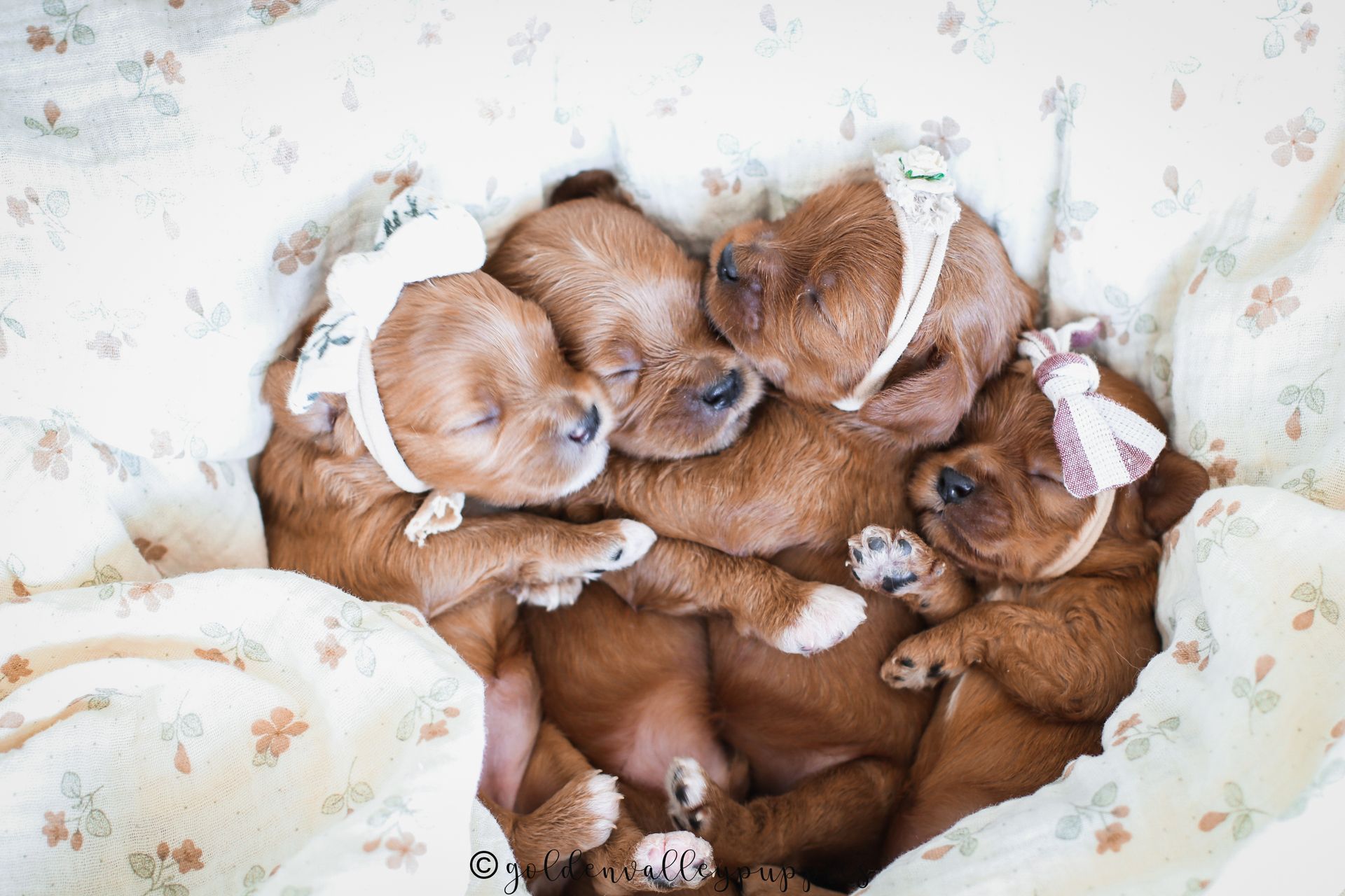 Available Cavapoo Puppies, Cavapoo Puppies for sale, Cavapoo, Cavapoo Puppy, Cavapoo Breeder near me