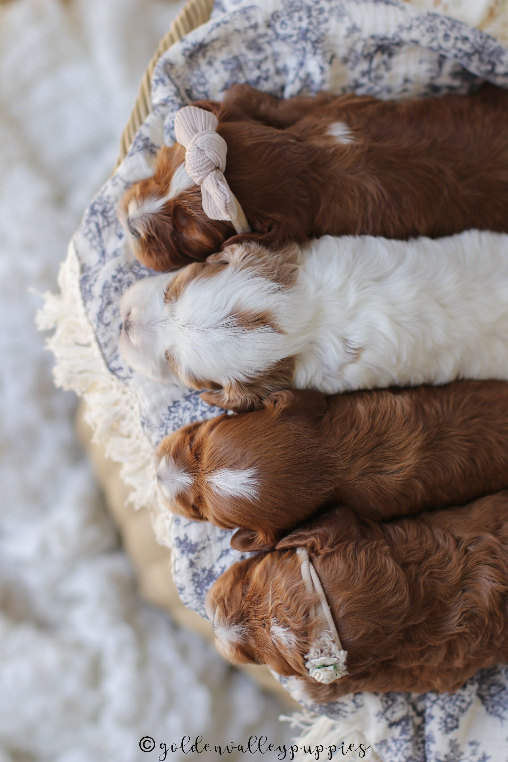 Cavapoo Puppies, Cavapoo Puppy, Cavapoo Puppies for sale, Cavapoo Breeder, Puppies for sale, Cavapoo for sale near me