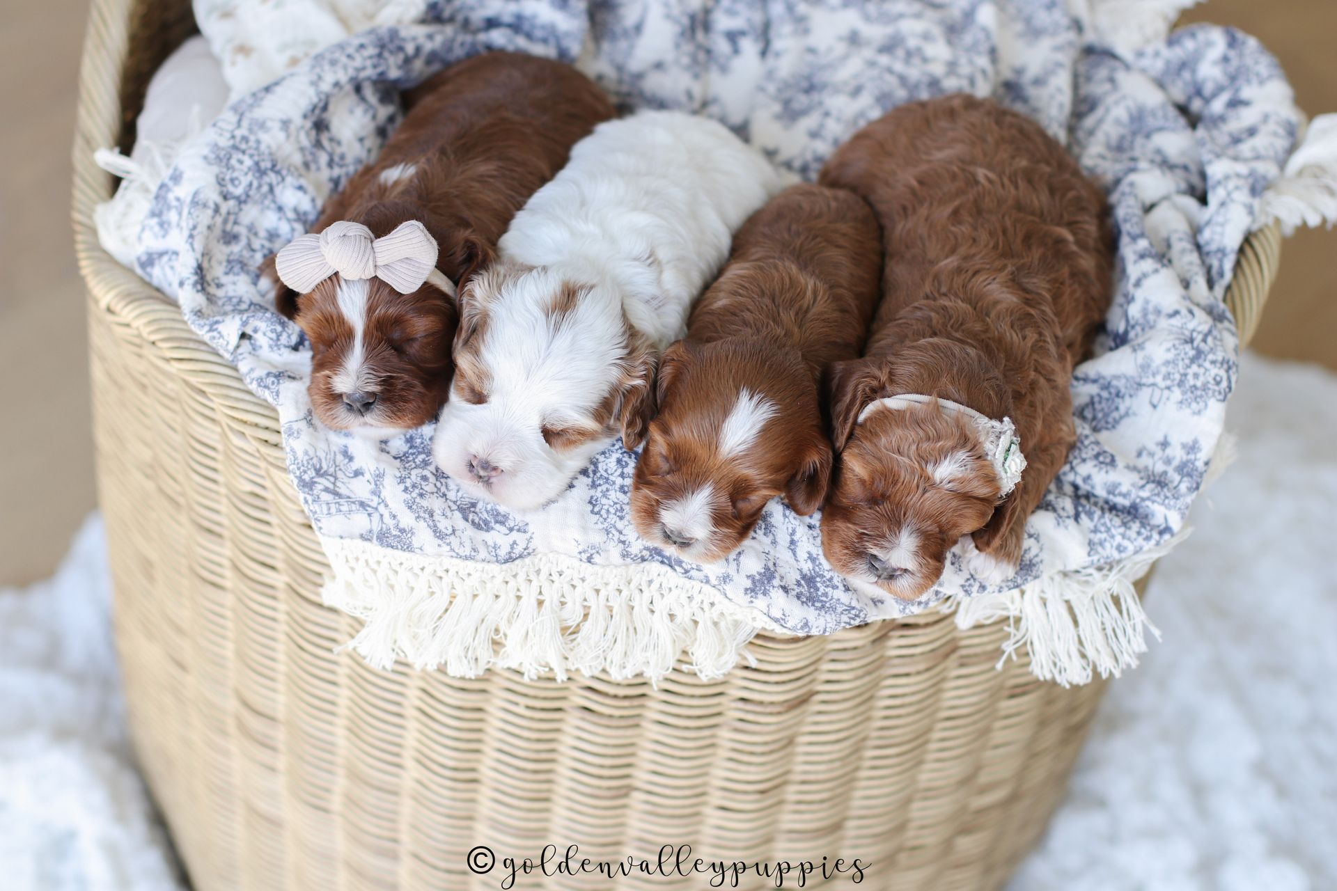 Cavapoo Puppies, Cavapoo Puppy, Cavapoo Puppies for sale, Cavapoo Breeder, Puppies for sale, Cavapoo for sale near me