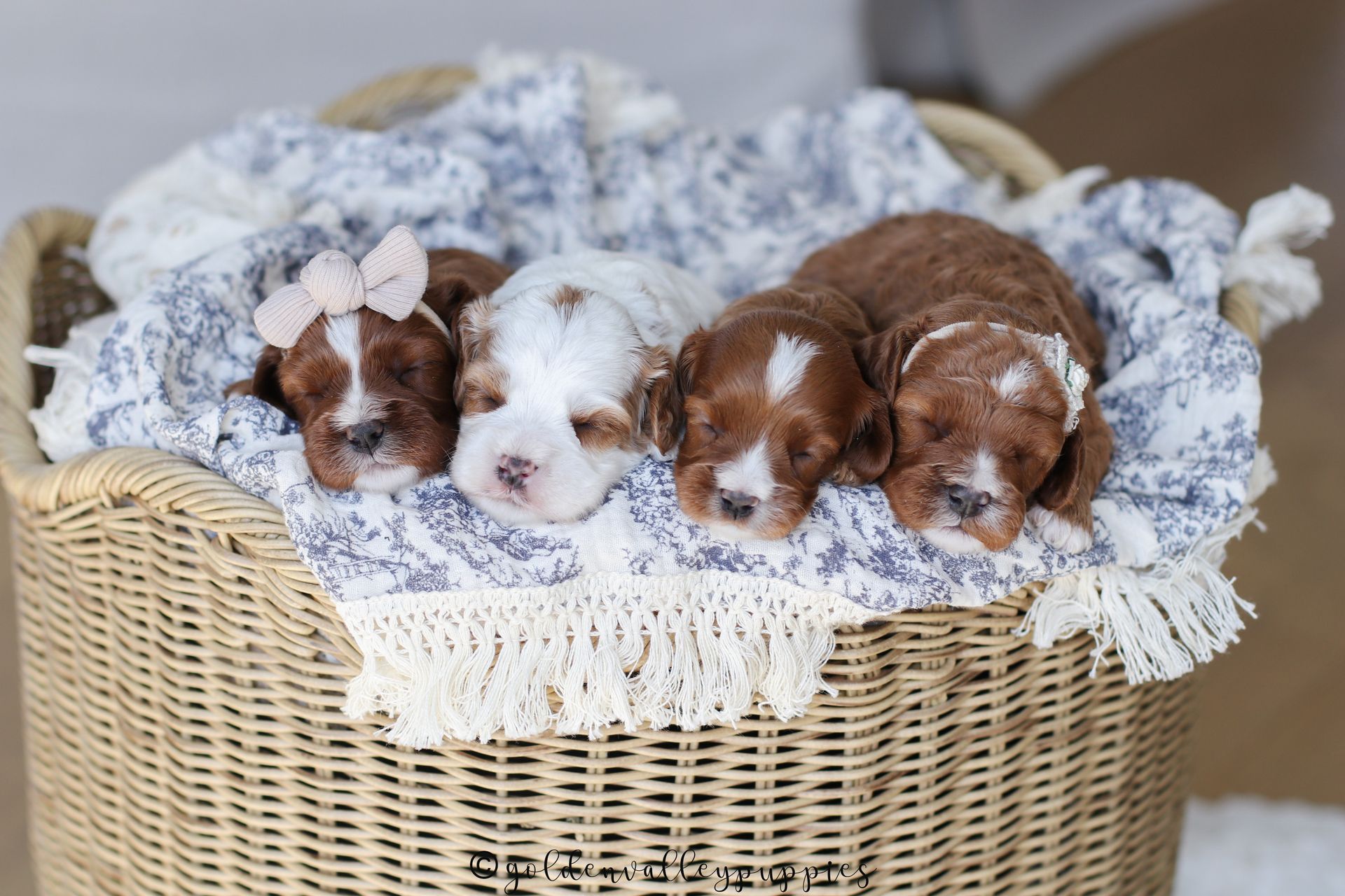 Cavapoo Puppy