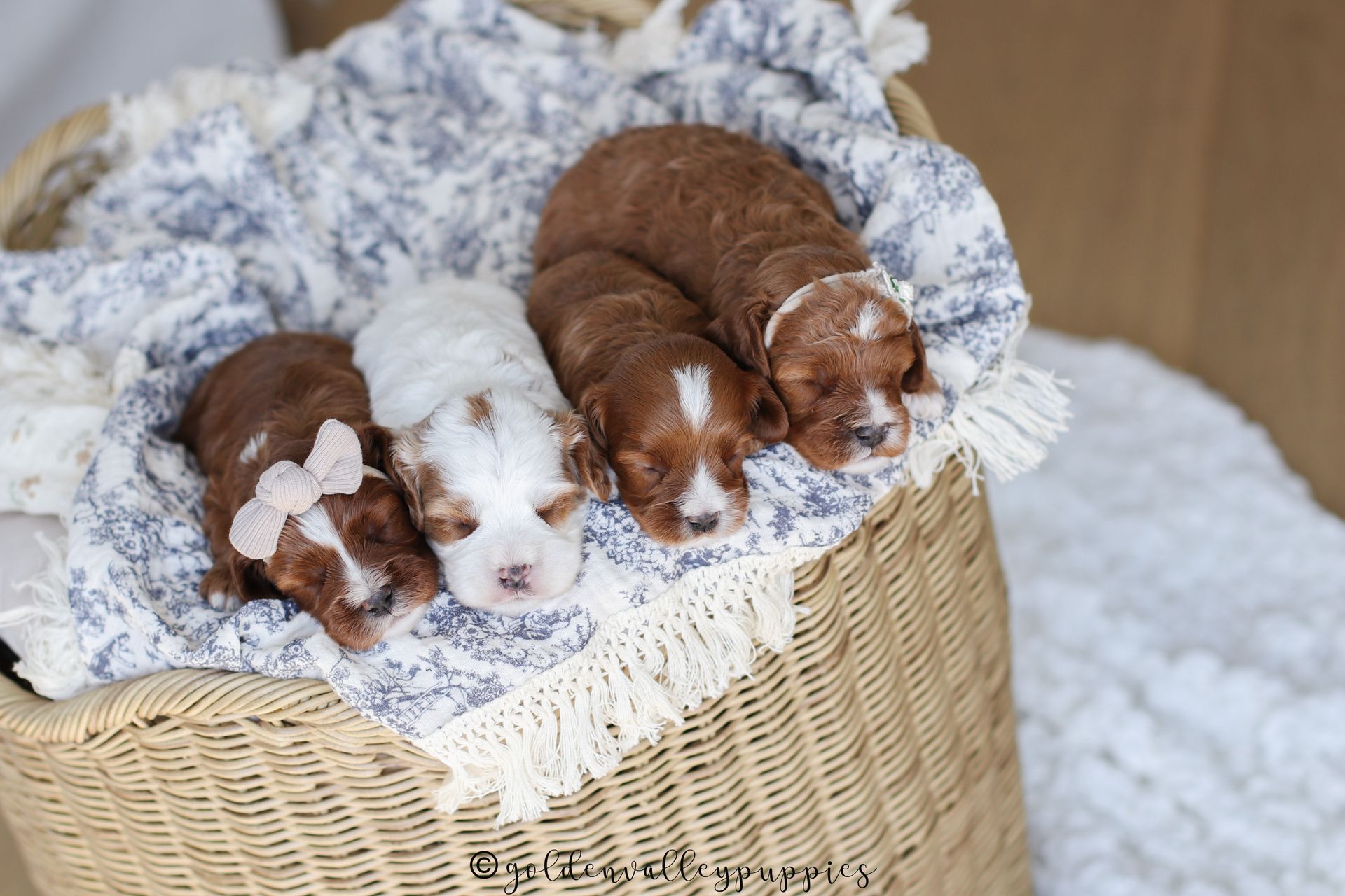 Cavapoo Puppy, Cavapoo Breeder, Red cavapoo puppy, Cavapoo puppies for sale