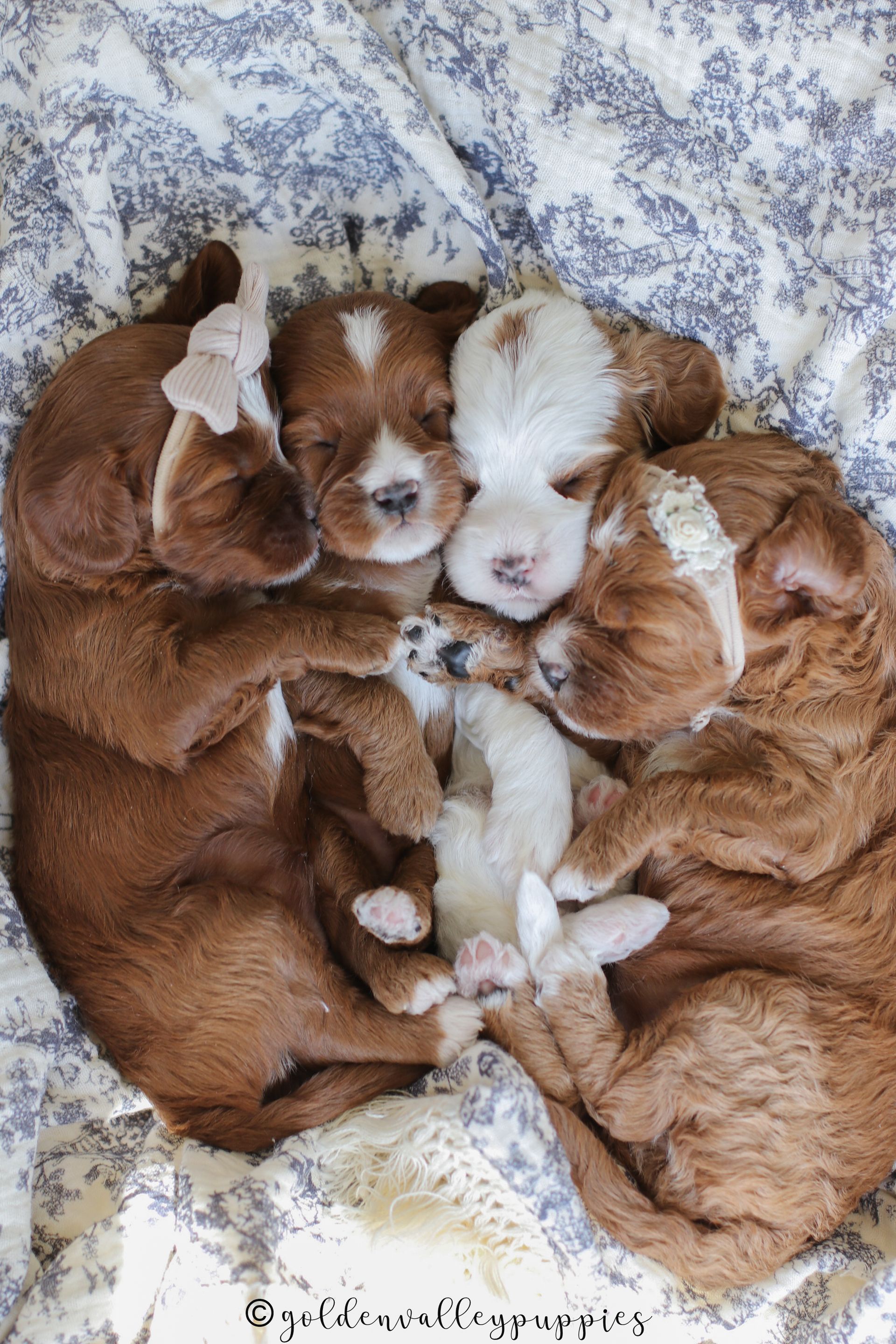Cavapoo Puppy, Cavapoo Puppies, Cavapoo Puppies for sale, Cavapoo breeders near me, Cavapoo Breeder