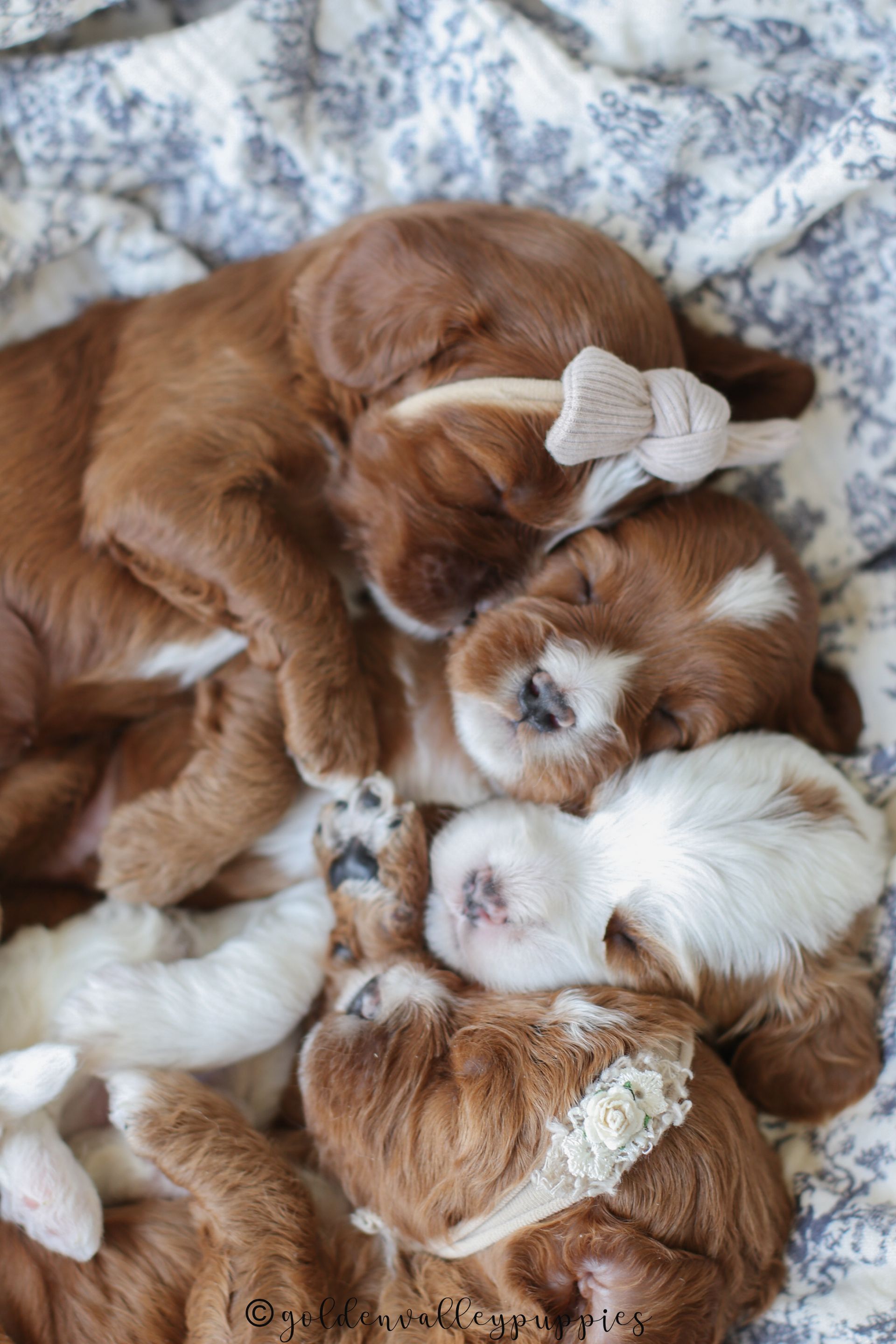 Cavapoo Breeder, cavapoo puppy, red cavapo puppy, puppies for sale