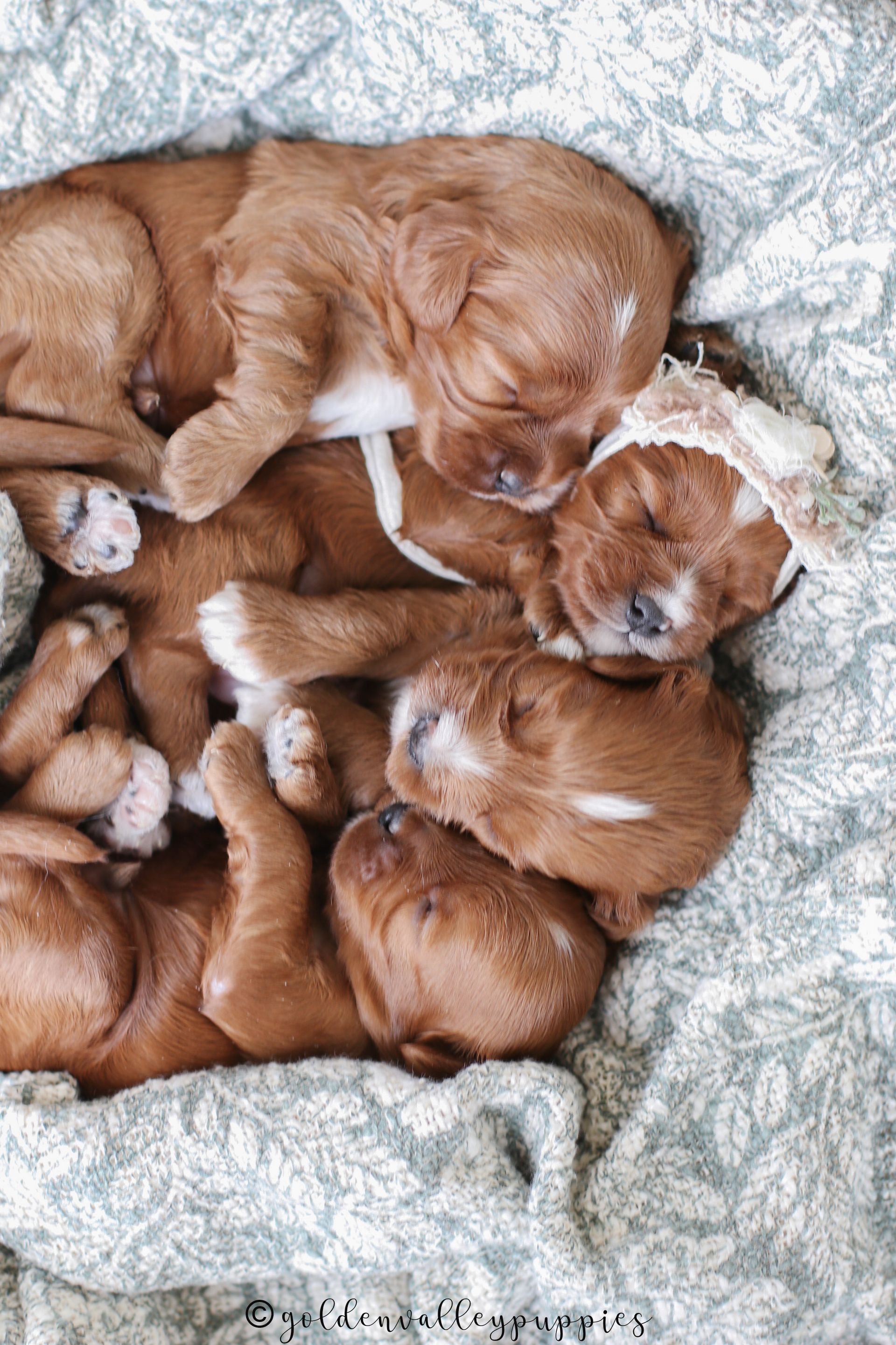 Cavapoo Puppy, Cavapoo Puppies, Cavapoo Puppies for sale, Cavapoo breeders near me, Cavapoo Breeder