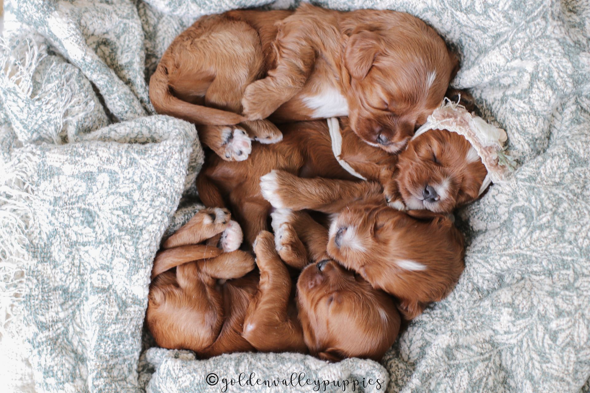 Cavapoo Puppy, Cavapoo Puppies, Cavapoo Puppies for sale, Cavapoo breeders near me, Cavapoo Breeder