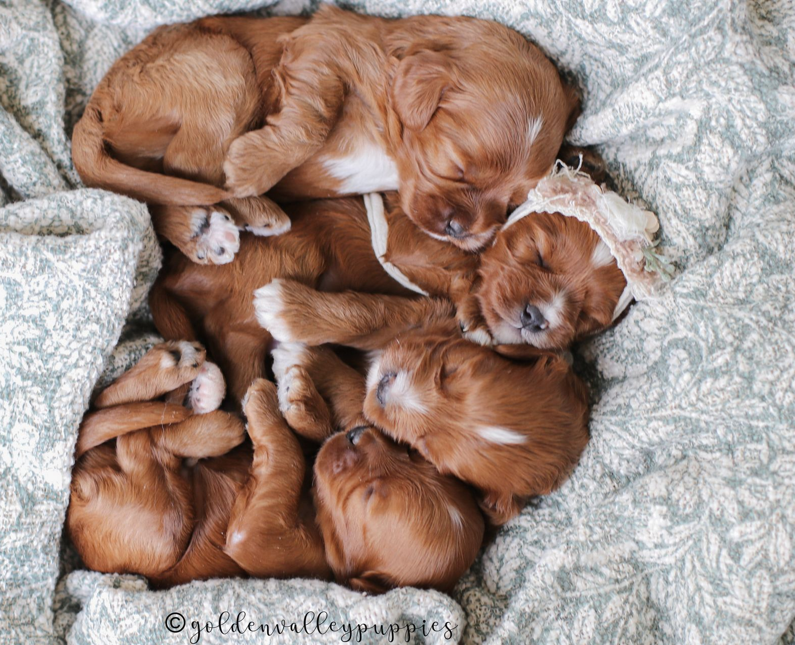 Cavapoo Puppy, Cavapoo Puppies, Cavapoo Puppies for sale, Cavapoo breeders near me, Cavapoo Breeder