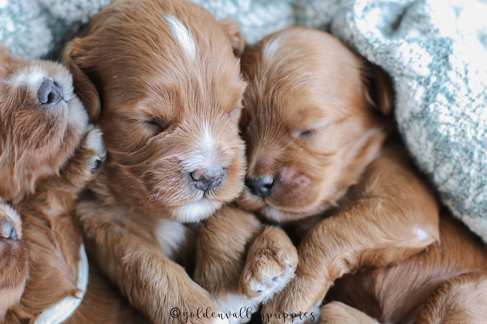 Cavapoo Puppy, Cavapoo Puppies, Cavapoo Puppies for sale, Cavapoo breeders near me, Cavapoo Breeder