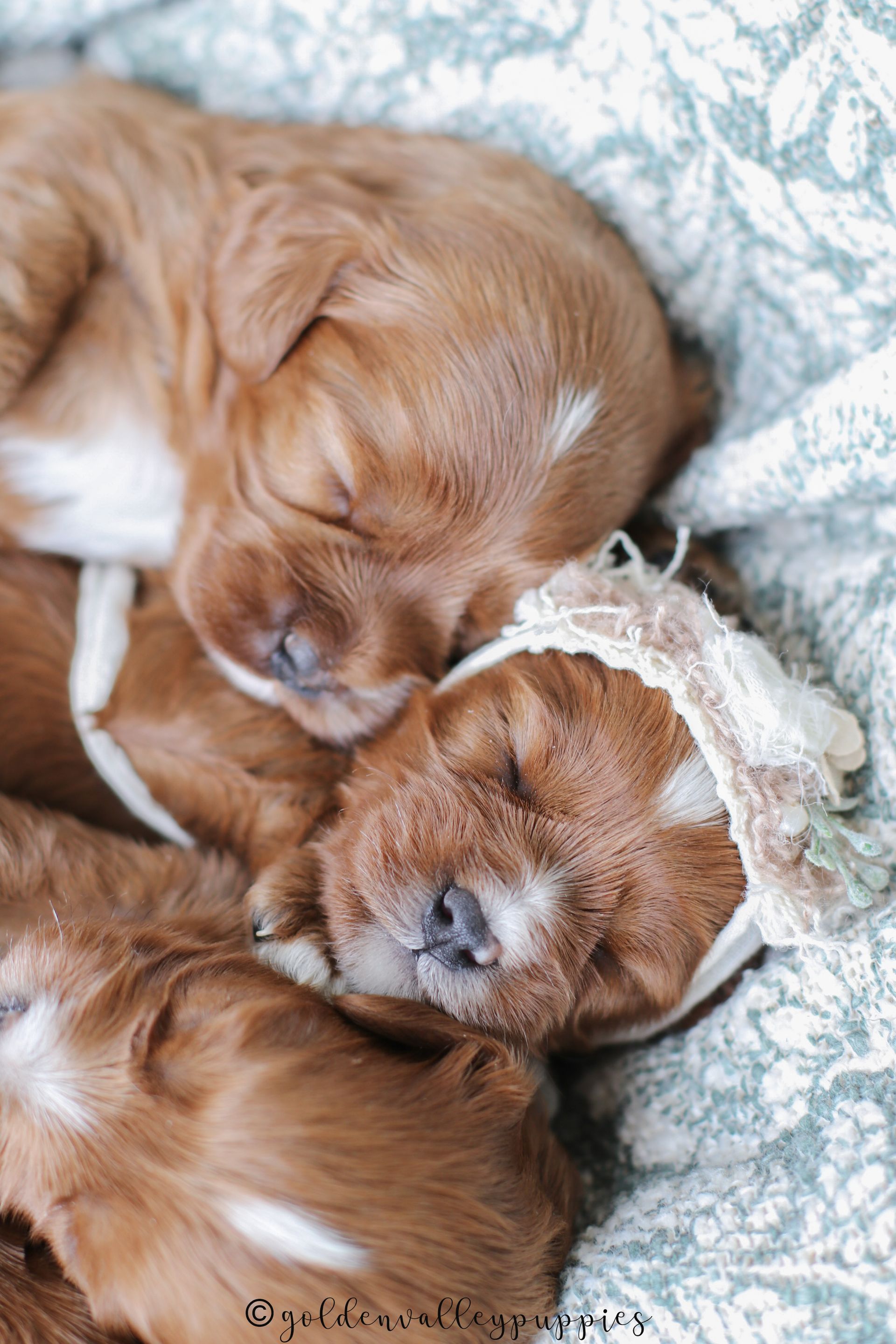 Cavapoo Puppy, Cavapoo Puppies, Cavapoo Puppies for sale, Cavapoo breeders near me, Cavapoo Breeder