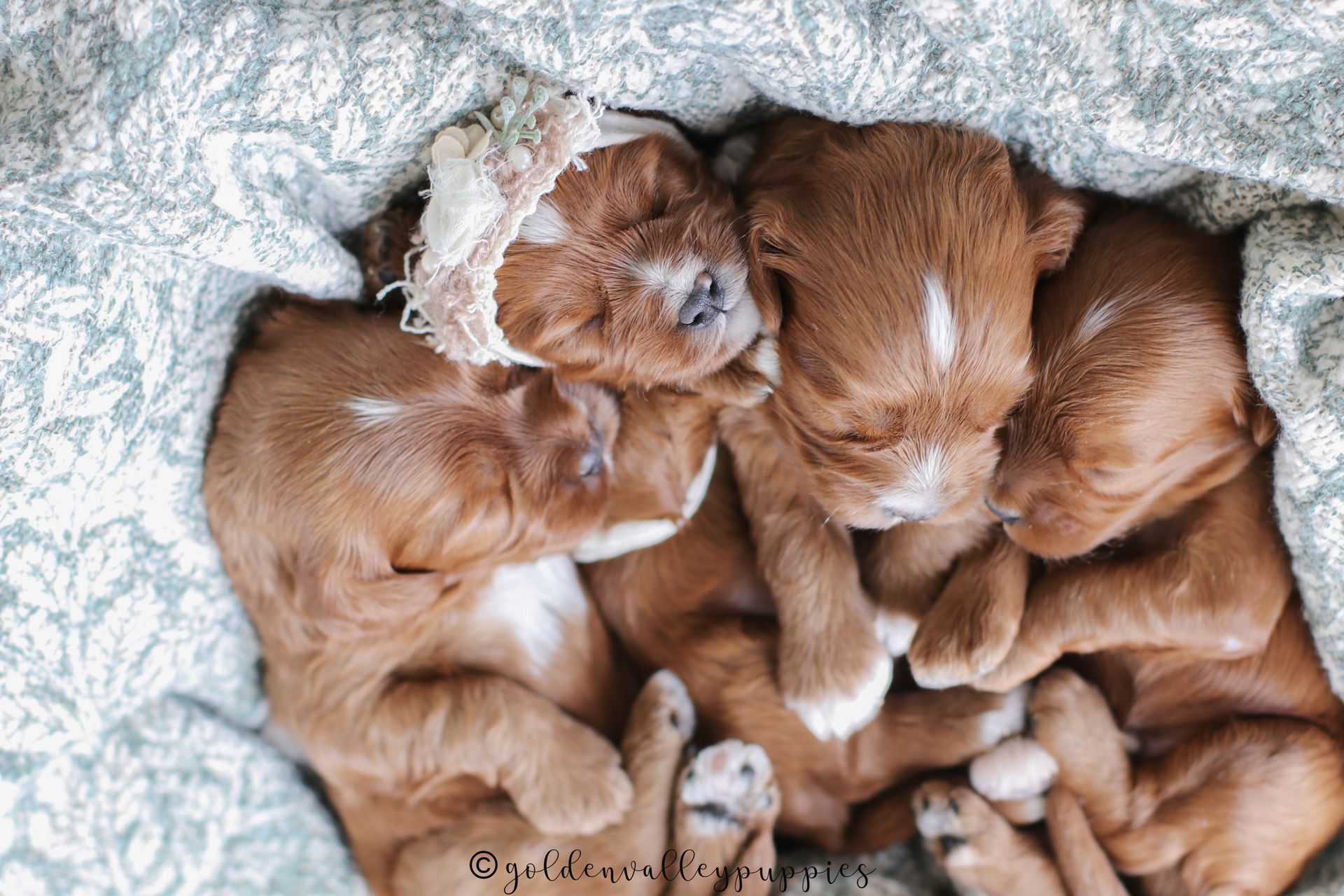 Cavapoo Puppy, Cavapoo Puppies, Cavapoo Puppies for sale, Cavapoo breeders near me, Cavapoo Breeder