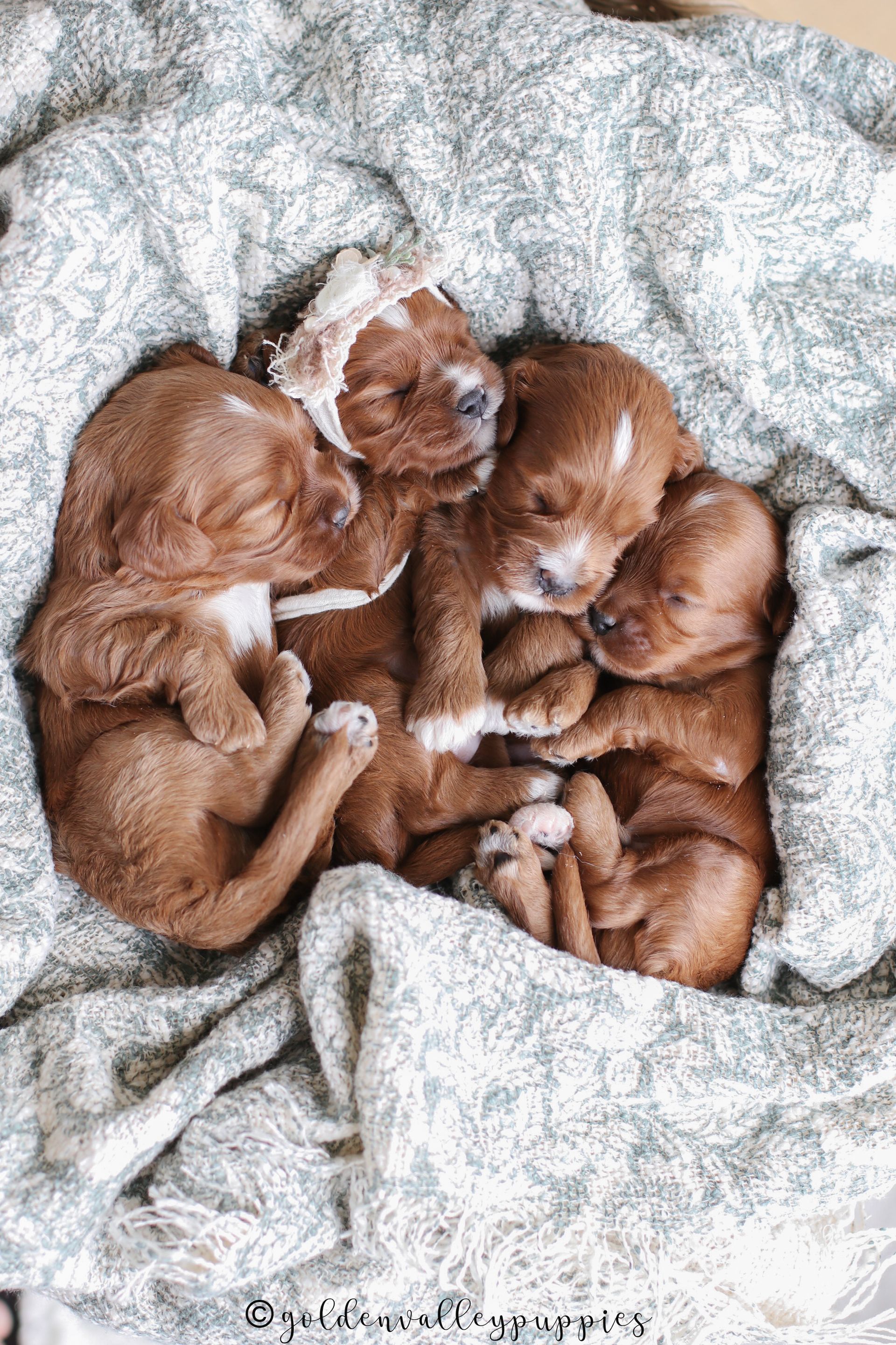Cavapoo Puppy, Cavapoo Puppies, Cavapoo Puppies for sale, Cavapoo breeders near me, Cavapoo Breeder