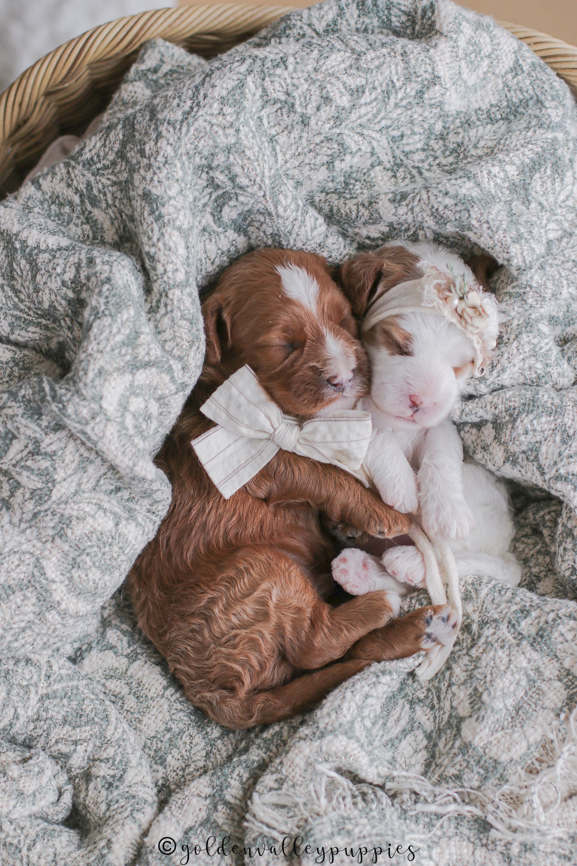 Cavapoo Puppies for sale, Cavapoo Breeder, Cavalier king Charles spaniel