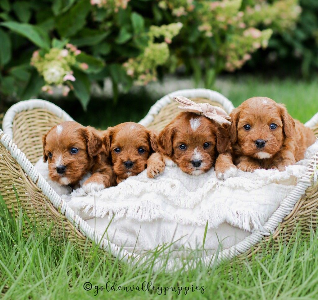 Cavapoo puppies available near me, cavapoo puppies for sale, cavapoo litter in a puppy bed