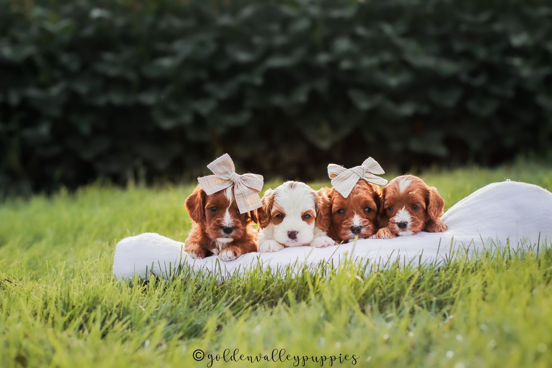 Available Toy Cavapoo Puppies, Cavapoo Puppies for sale, Cavapoo, Cavapoo Puppy, Cavapoo Breeder near me