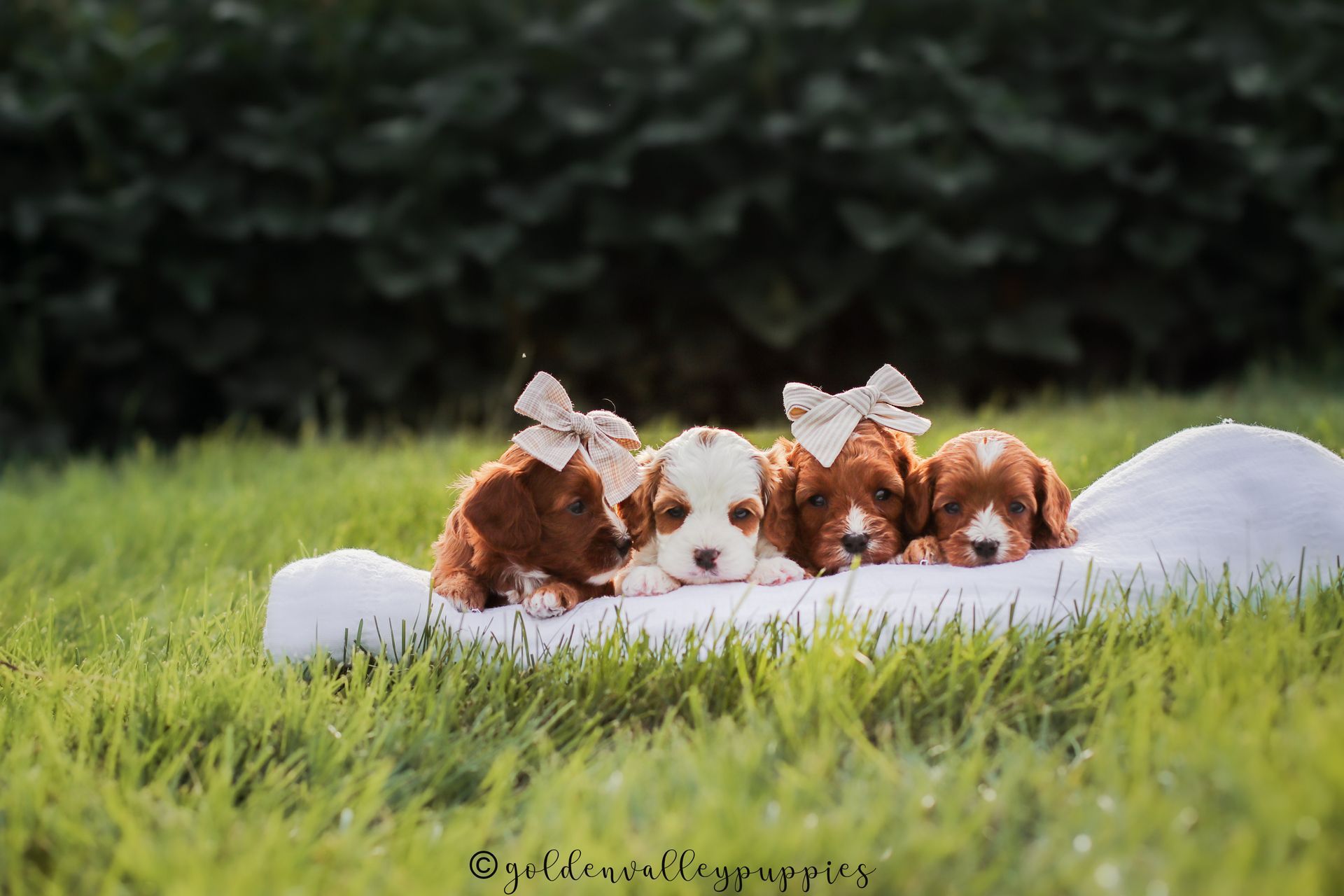 Available Toy Cavapoo Puppies, Cavapoo Puppies for sale, Cavapoo, Cavapoo Puppy, Cavapoo Breeder near me