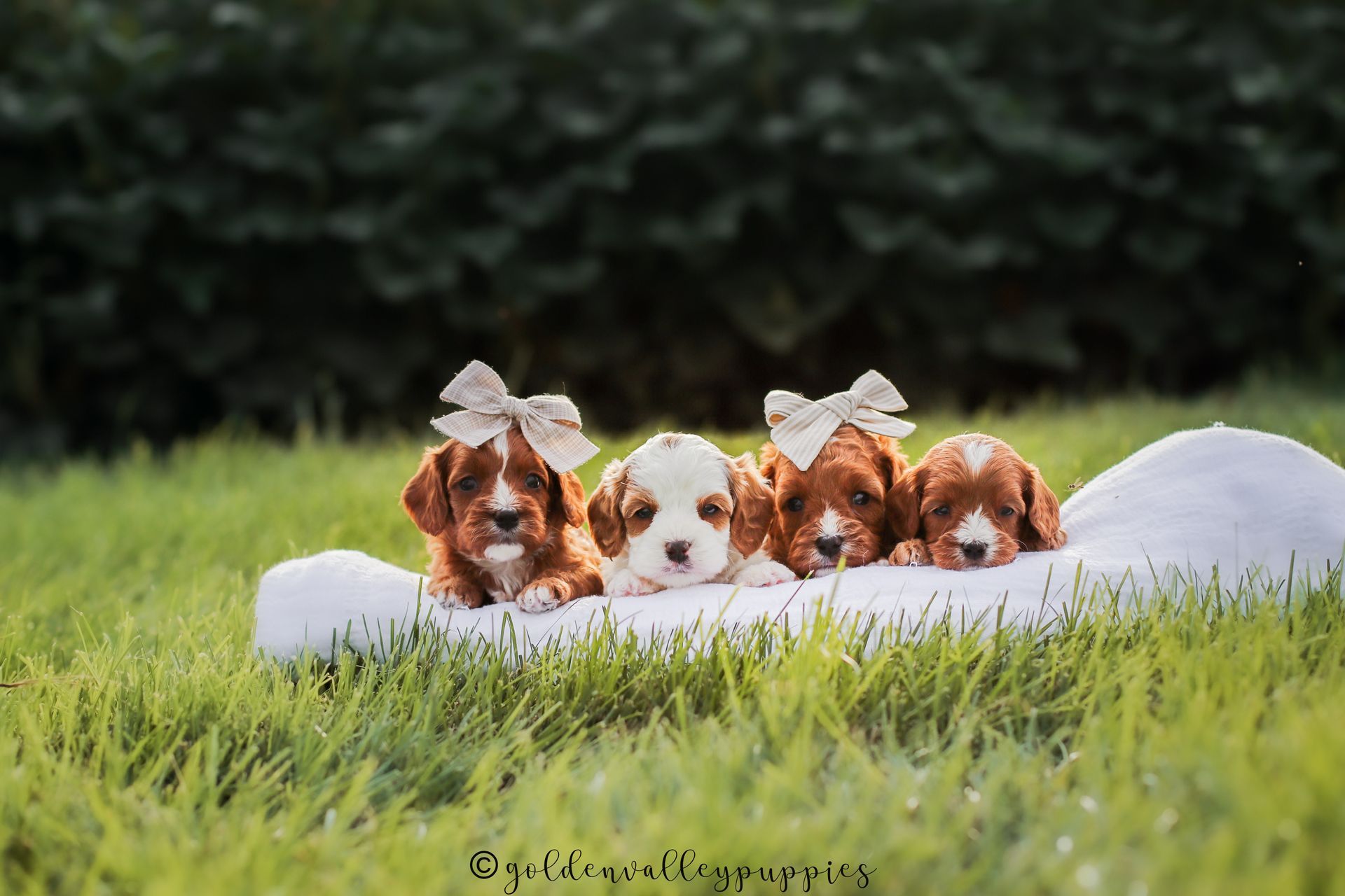 Available Toy Cavapoo Puppies, Cavapoo Puppies for sale, Cavapoo, Cavapoo Puppy, Cavapoo Breeder near me