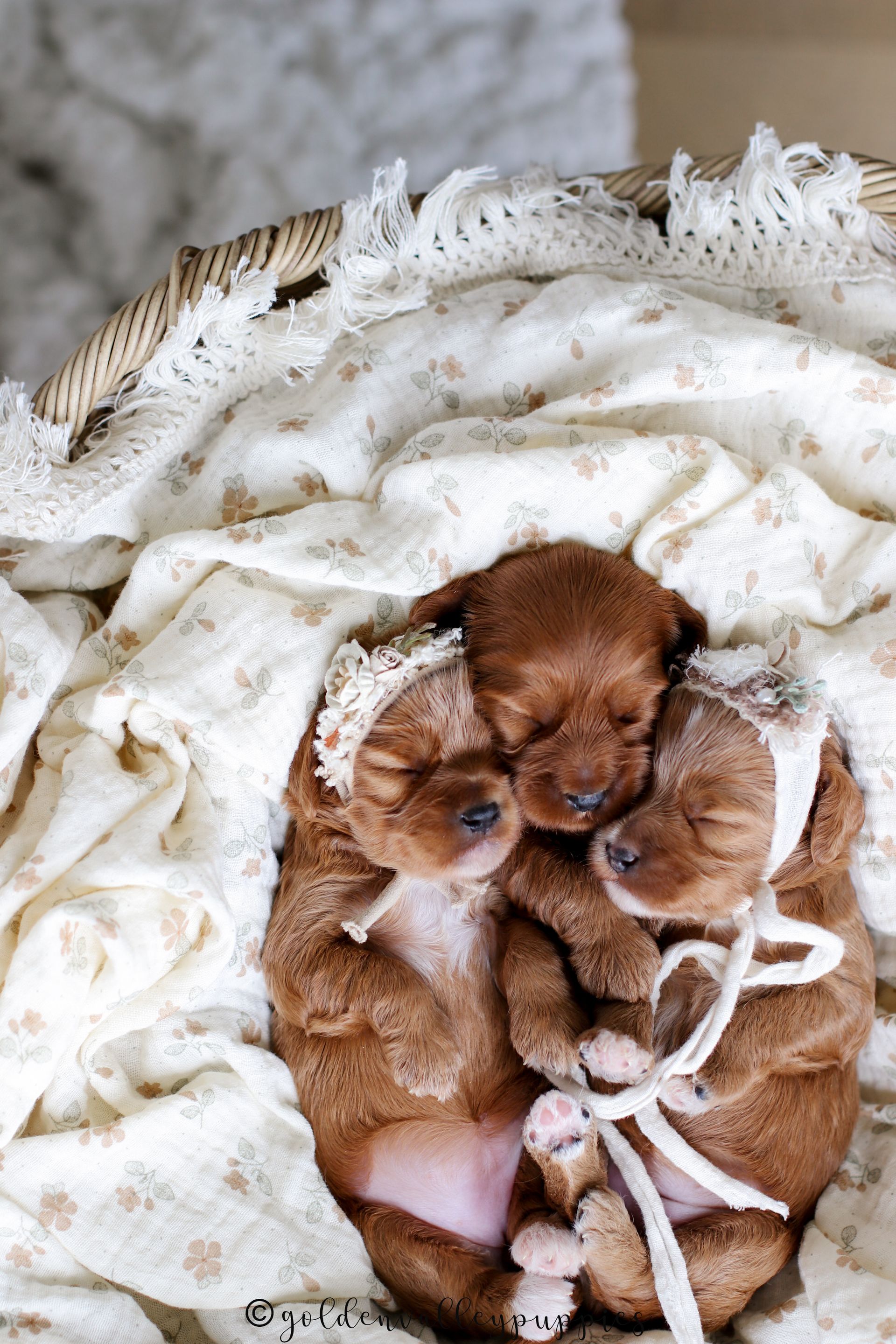 Cavapoo Puppies for sale, Cavapoo Breeder, Cavalier king Charles spaniel