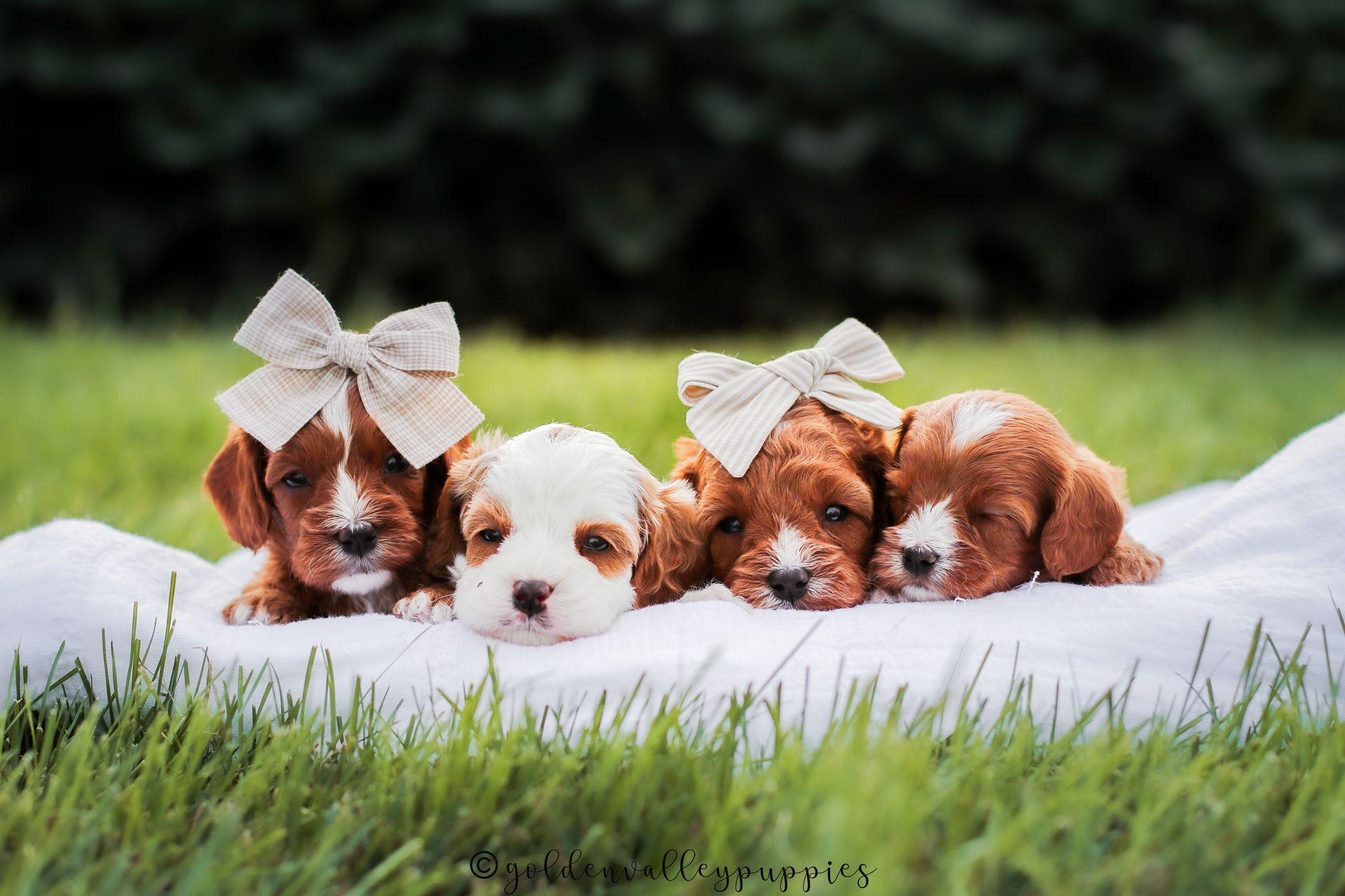 Available Toy Cavapoo Puppies, Cavapoo Puppies for sale, Cavapoo, Cavapoo Puppy, Cavapoo Breeder near me