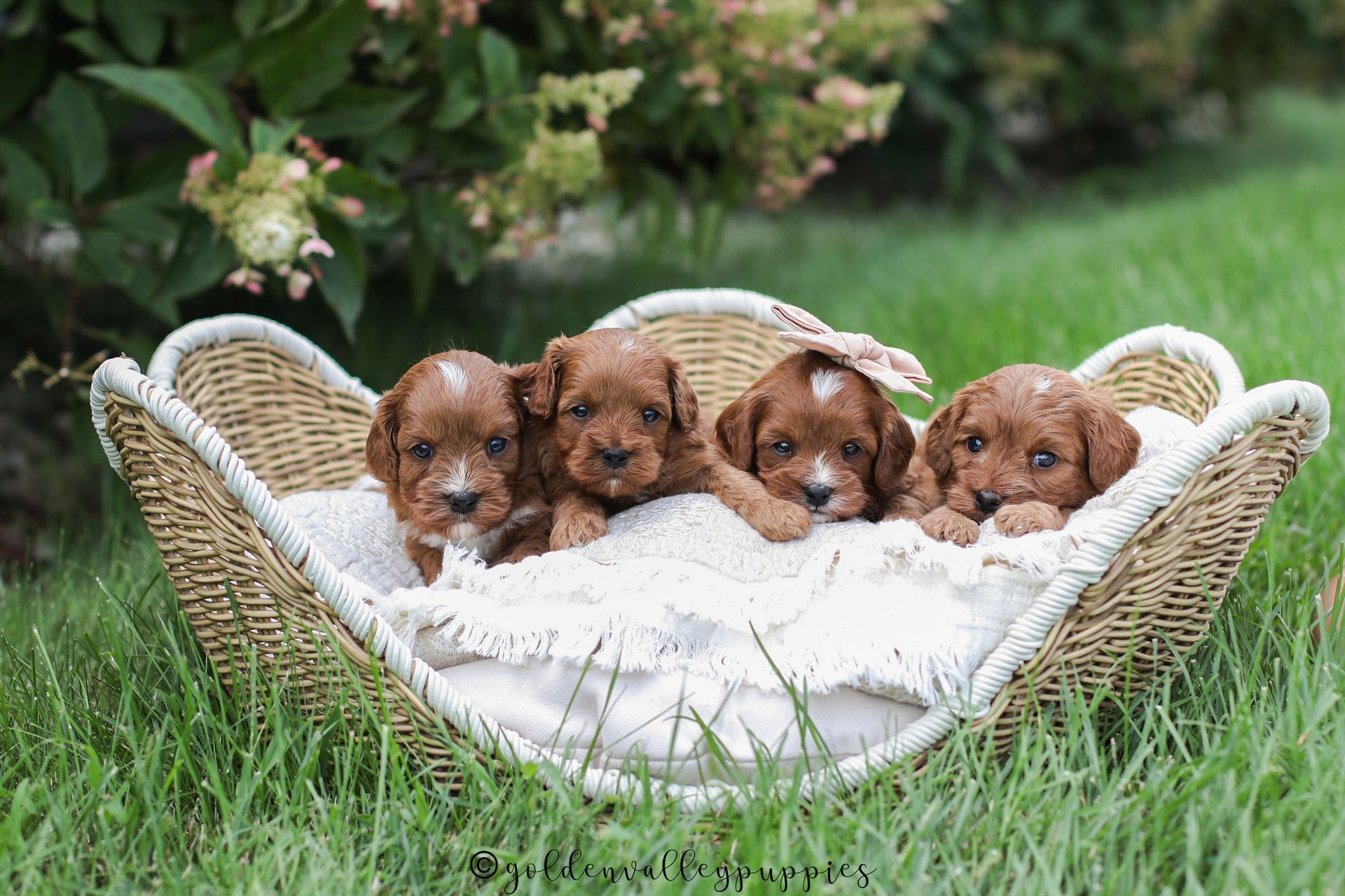 Available Toy Cavapoo Puppies, Cavapoo Puppies for sale, Cavapoo, Cavapoo Puppy, Cavapoo Breeder near me