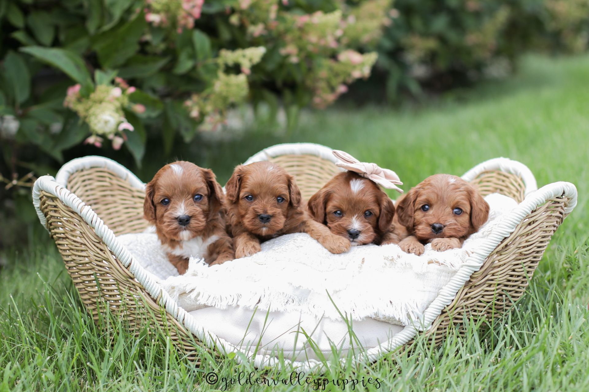 Available Toy Cavapoo Puppies, Cavapoo Puppies for sale, Cavapoo, Cavapoo Puppy, Cavapoo Breeder near me